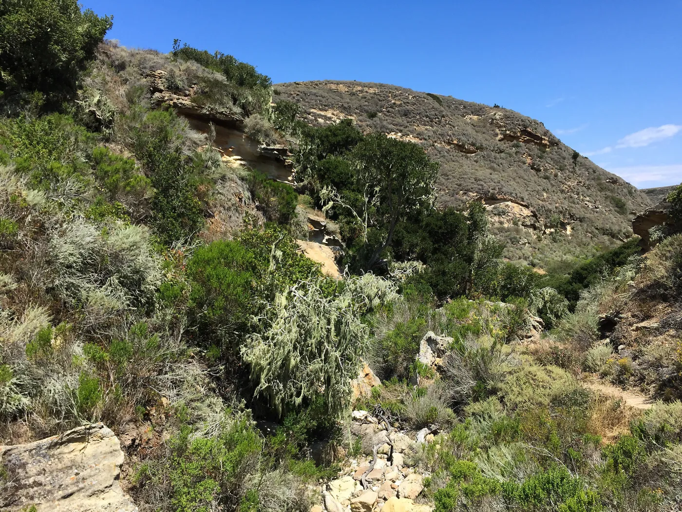 Santa Rosa Island Trip, lichen on trees in Lobo Canyon