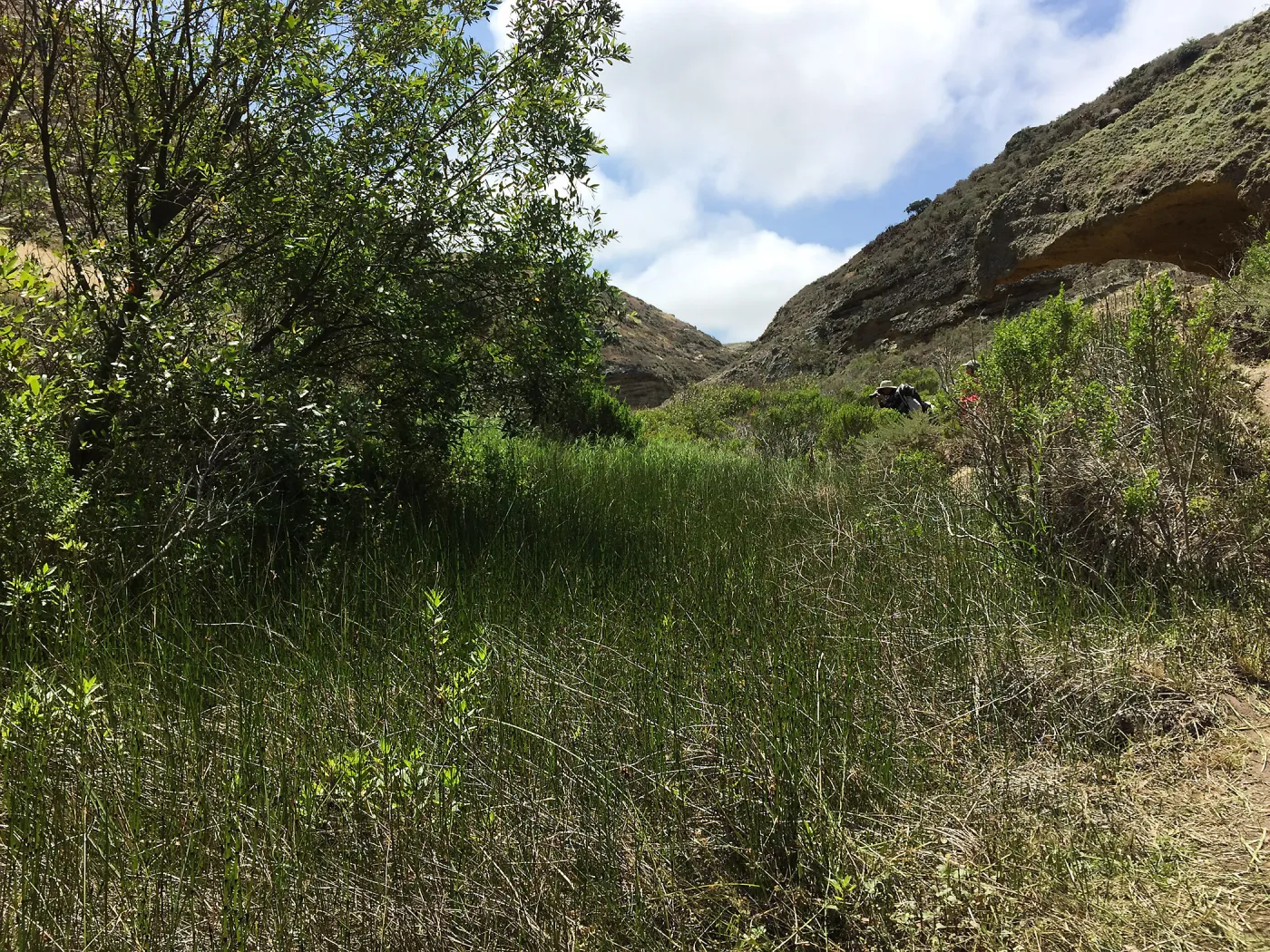 Santa Rosa Island Trip, Lobo Canyon