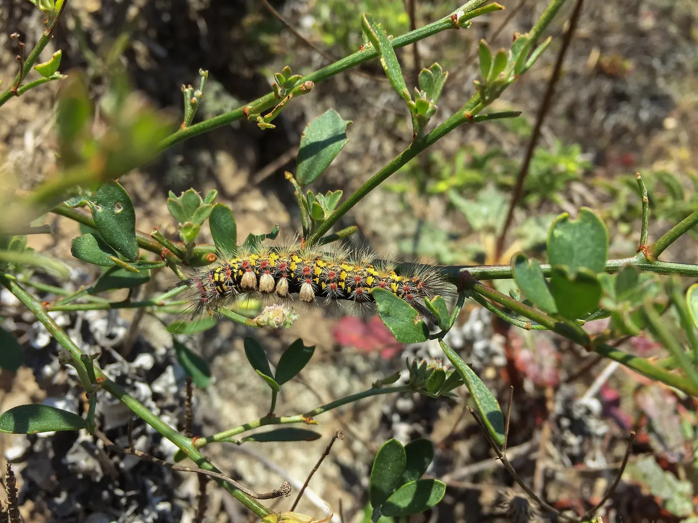 Santa Rosa Island Trip, Tussock moth caterpillar