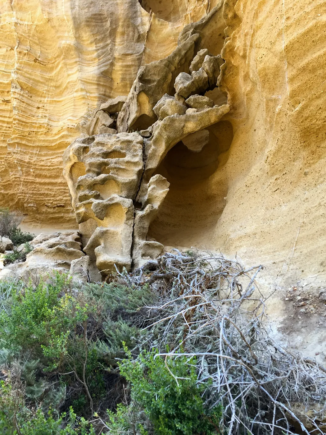 Santa Rosa Island Trip, Lobo Canyon