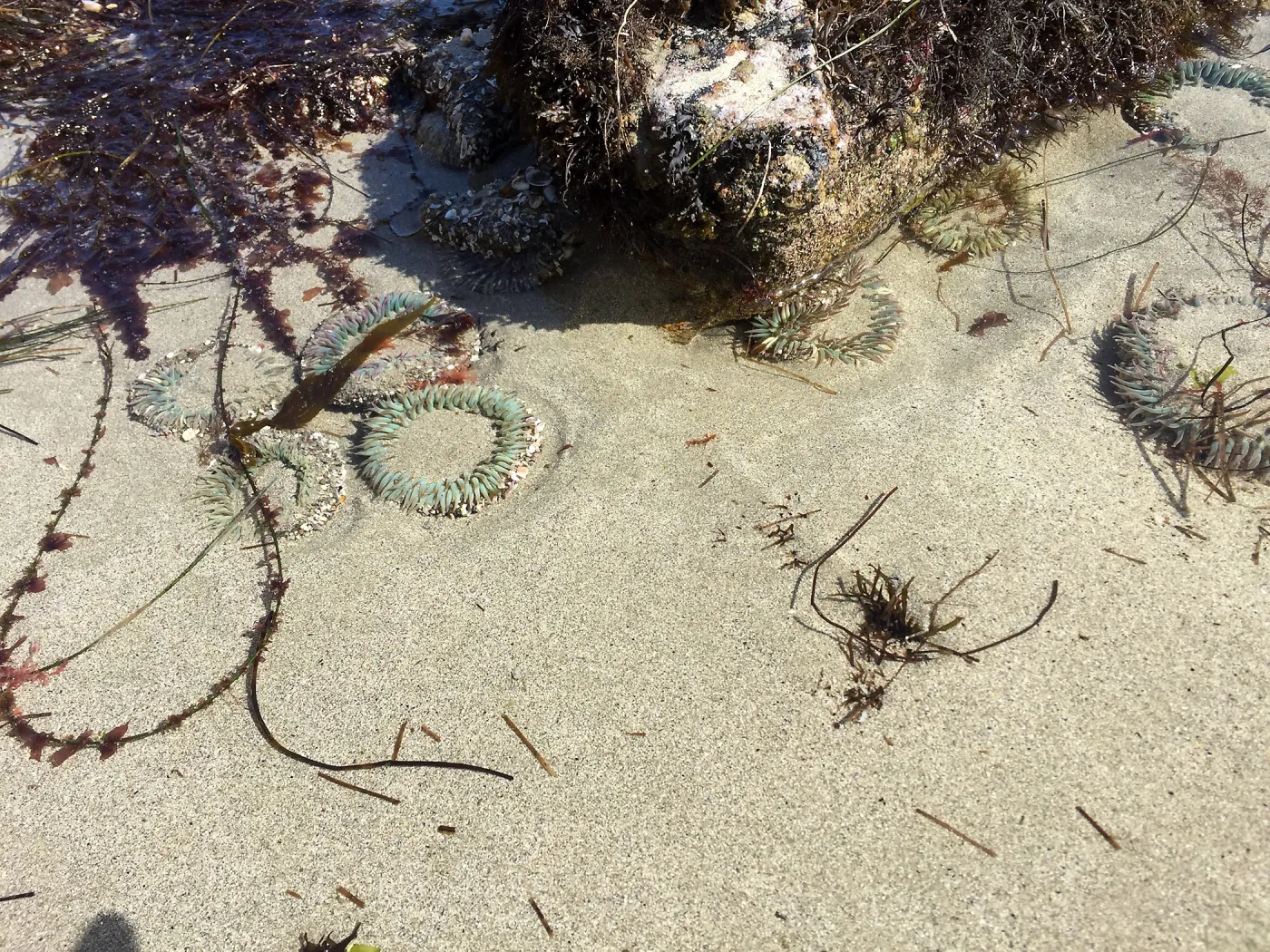 Santa Rosa Island Trip, Rock along beach