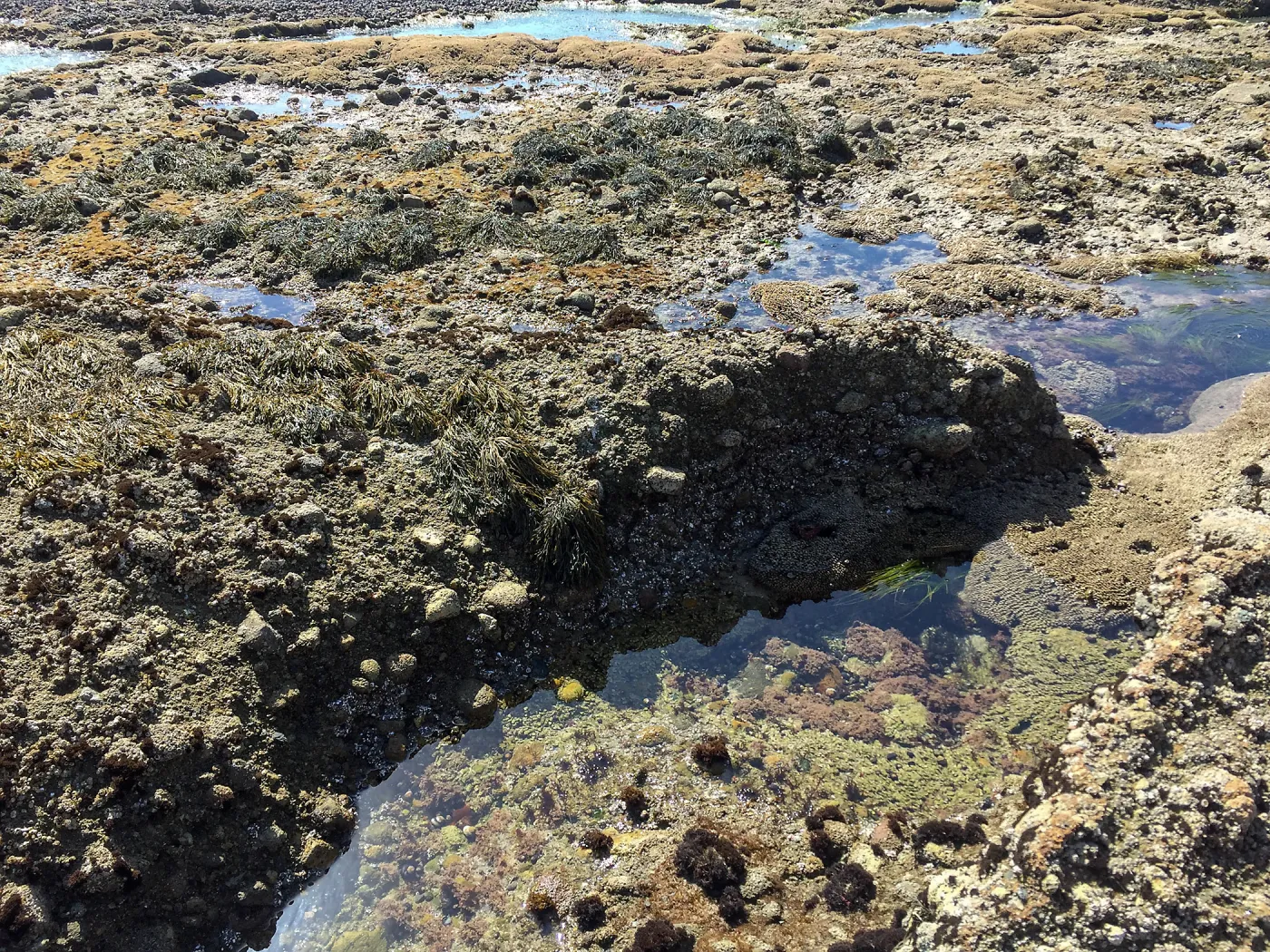 Santa Rosa Island Trip, Tidepools
