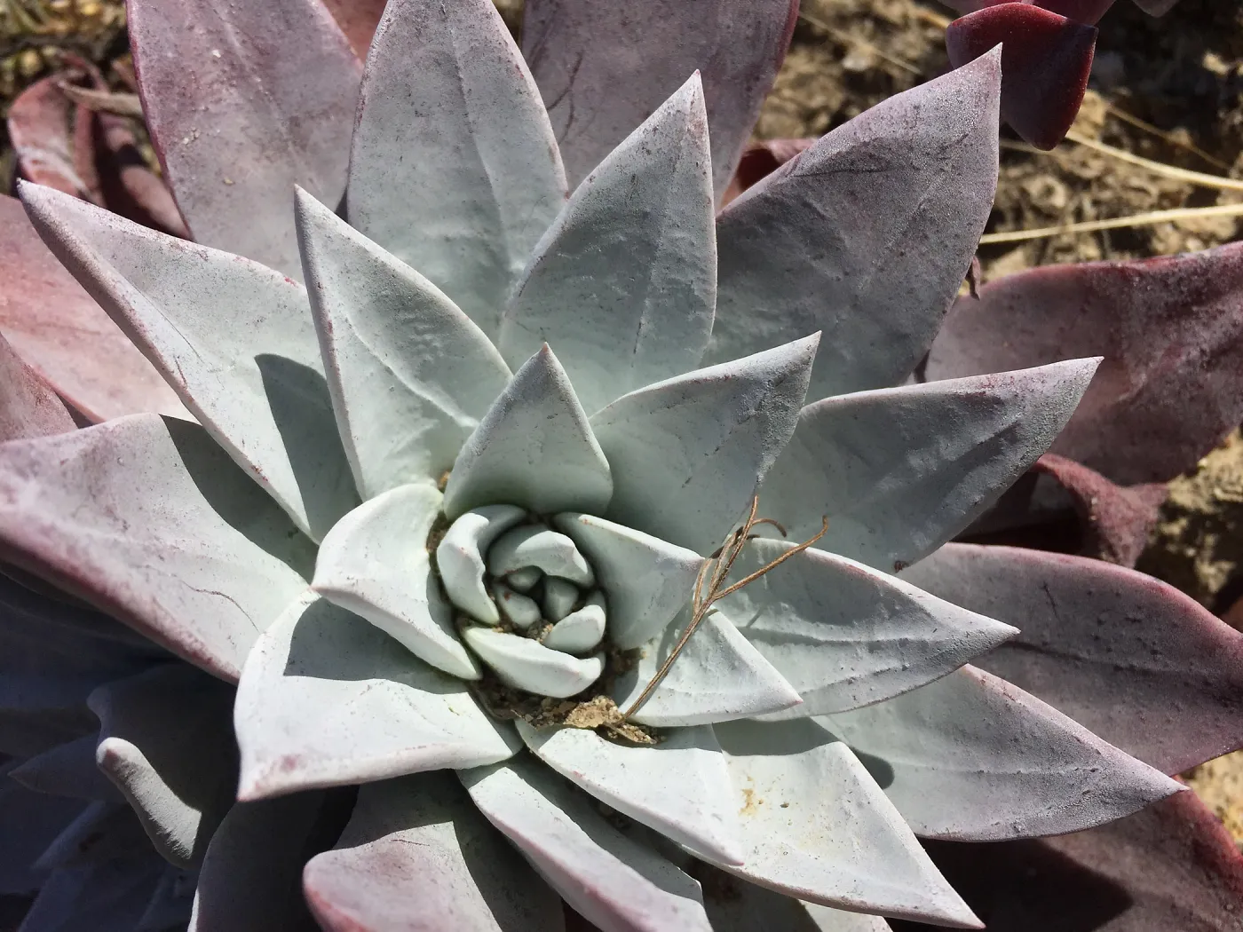 Santa Rosa Island Trip, Greene's Liveforever (Dudleya greenei)