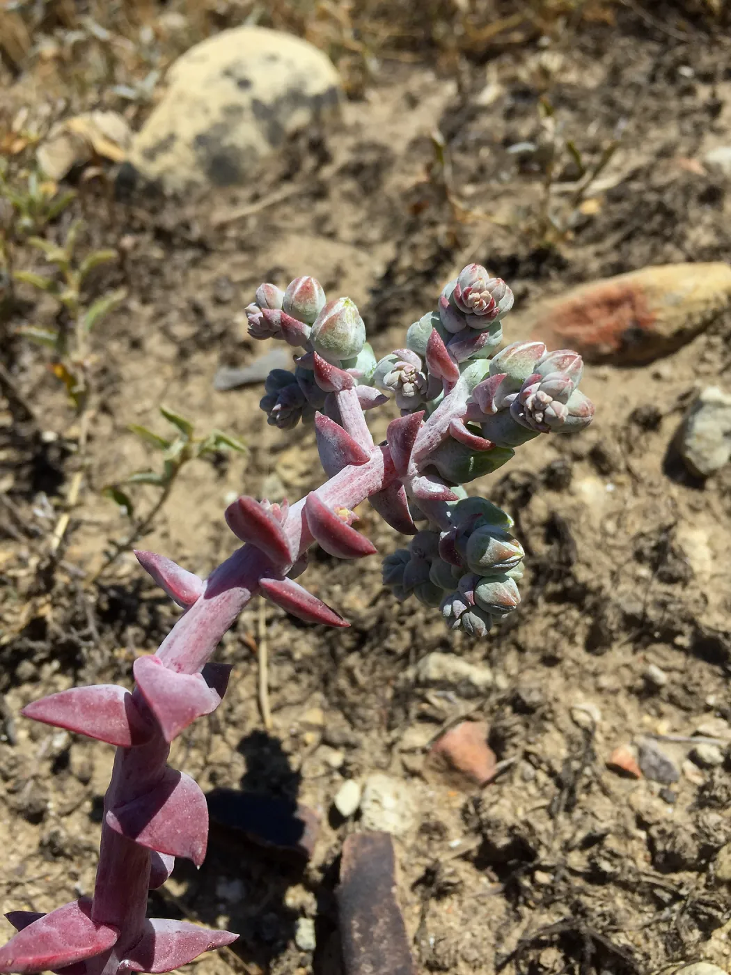 Santa Rosa Island Trip, Greene's Liveforever (Dudleya greenei)