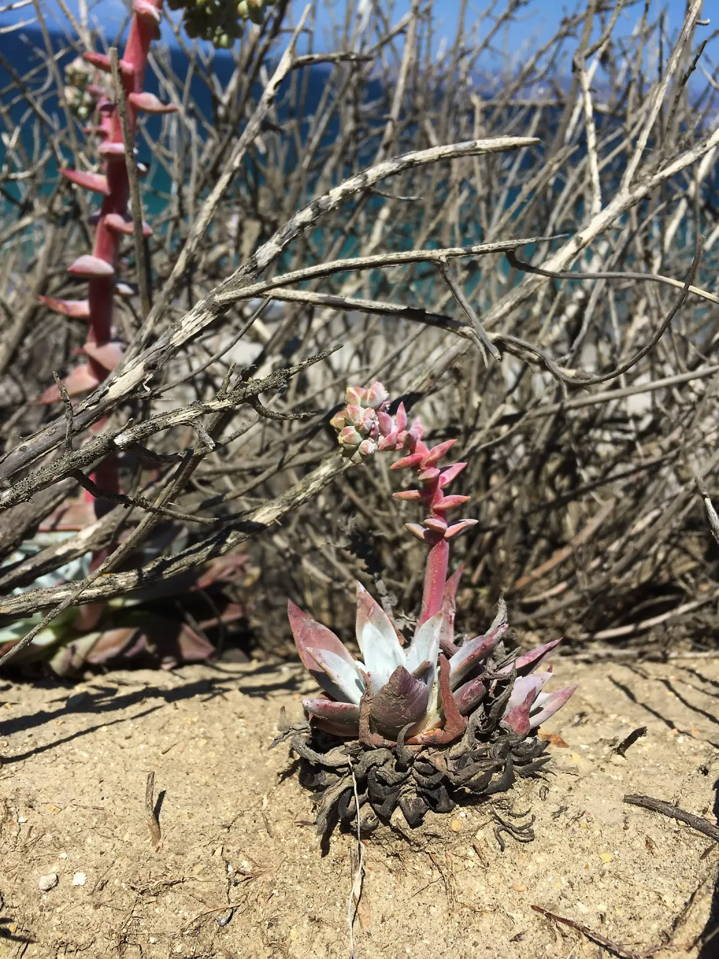 Santa Rosa Island Trip, coast, Greene's Liveforever (Dudleya greenei) in foreground