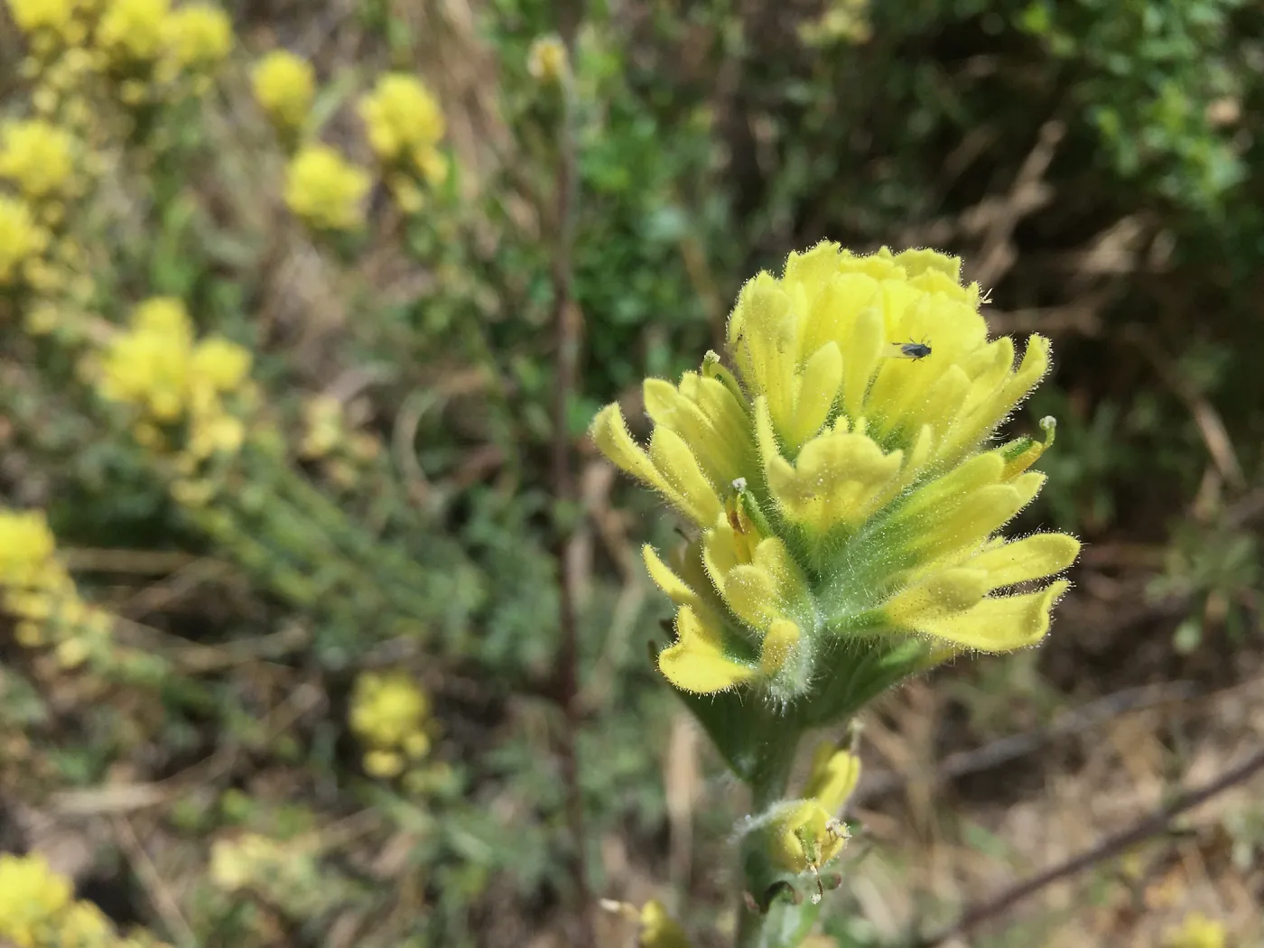 Santa Rosa Island Trip, Indian Paintbrush