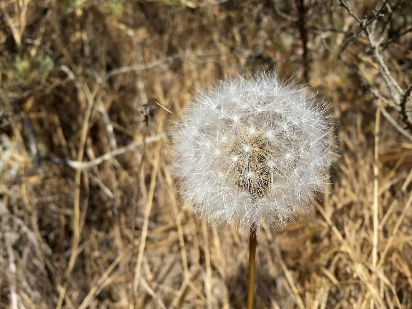 Santa Rosa Island Trip, Malacothrix