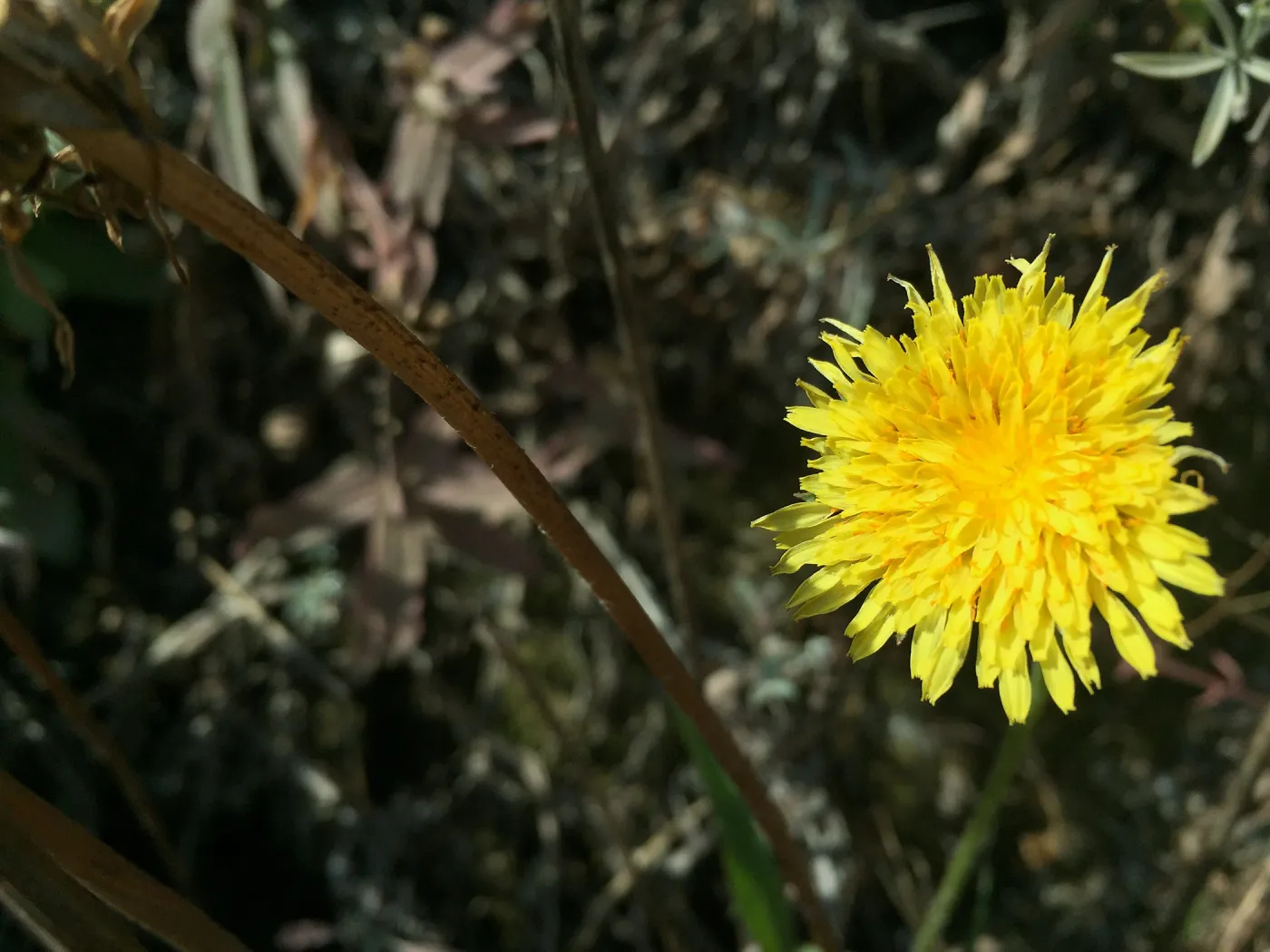 Santa Rosa Island Trip, Malacothrix