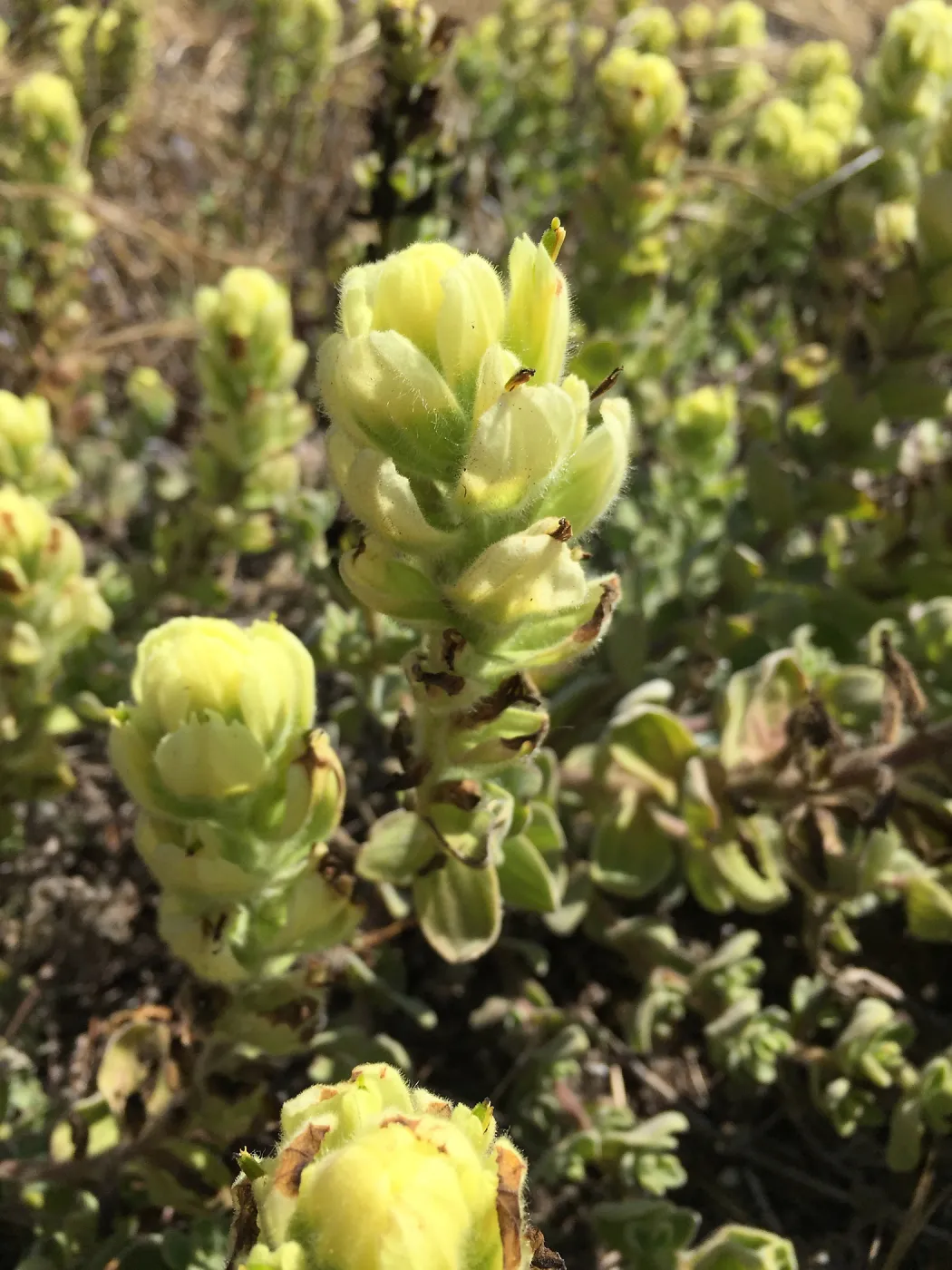 Santa Rosa Island Trip, Soft Leaved Indian Paintbrush (Castilleja mollis)