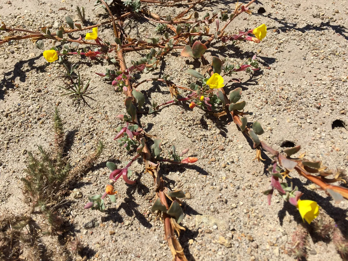 Santa Rosa Island Trip, Beach evening-primrose (Camissoniopsis cheiranthifolia)