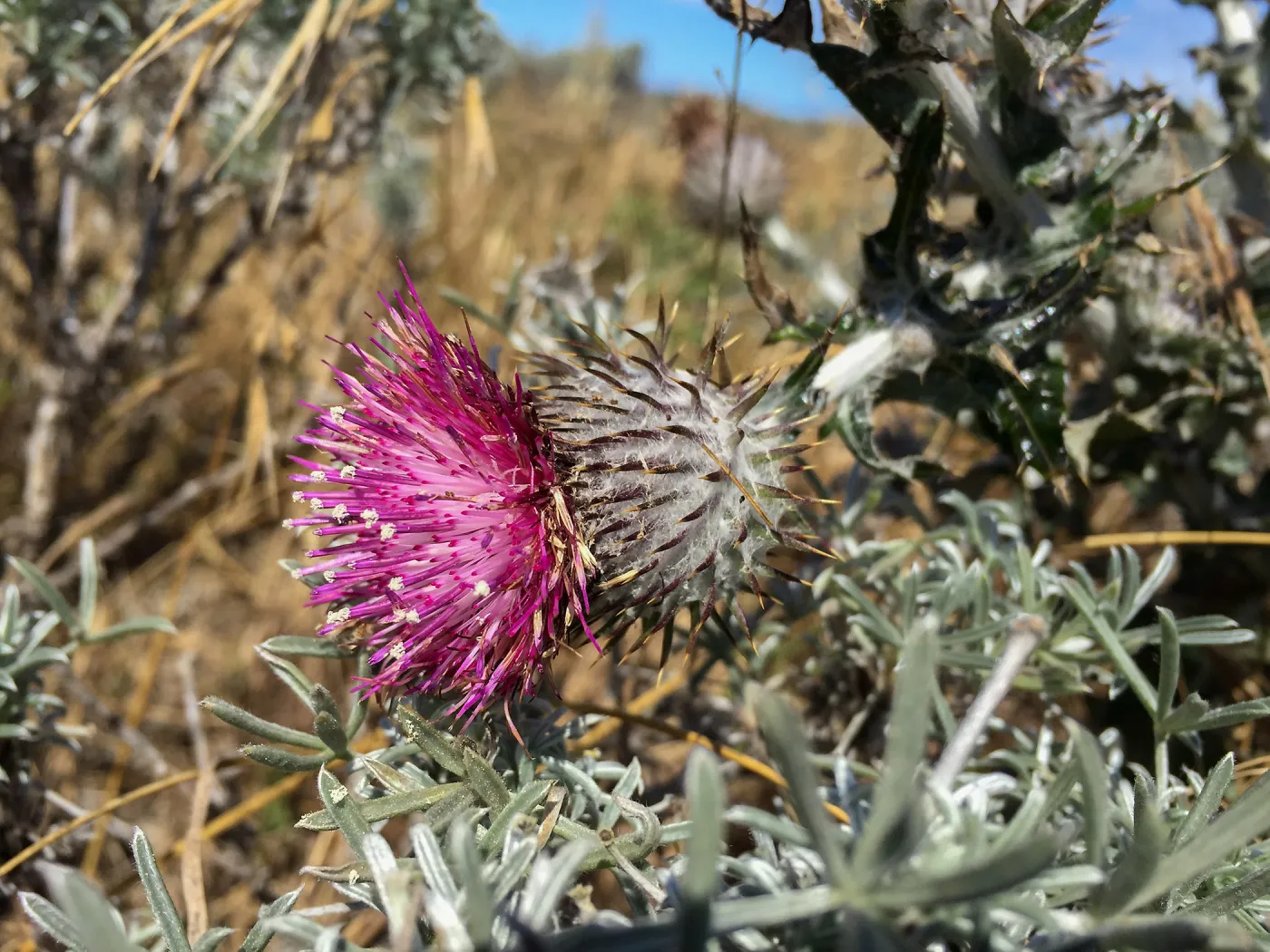 Santa Rosa Island Trip, Cobweb thistle (Cirsium occidentale)