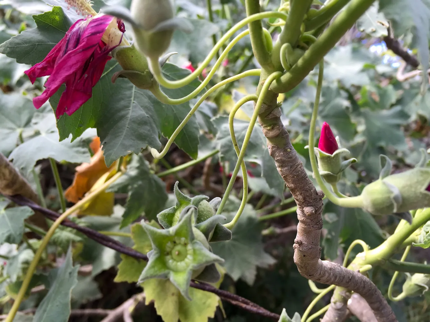 Santa Rosa Island Trip, Island Mallow (Malva assurgentiflora)