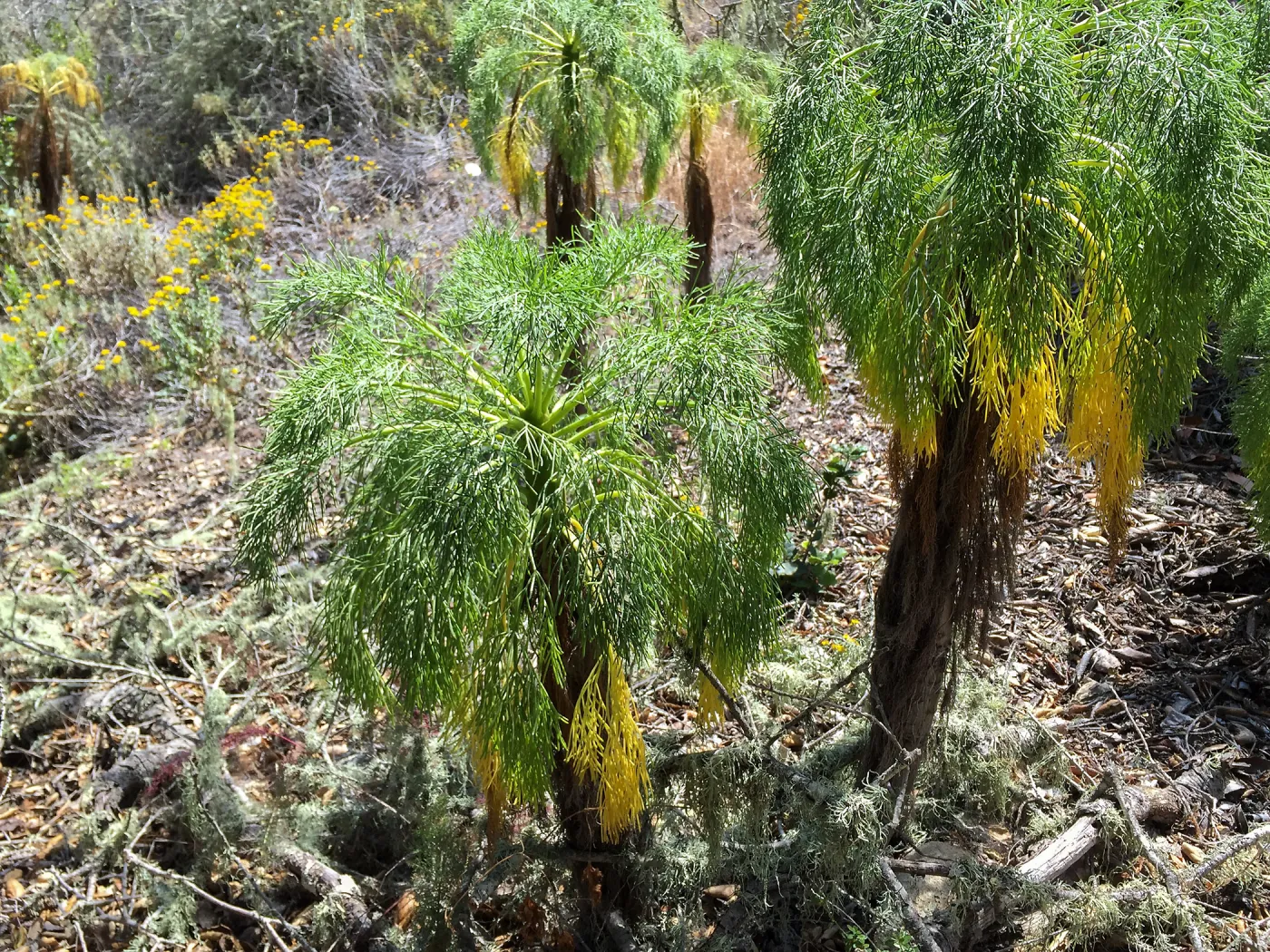 Santa Rosa Island Trip, Giant Coreopsis (Leptosyne gigantea) in Lobo Canyon