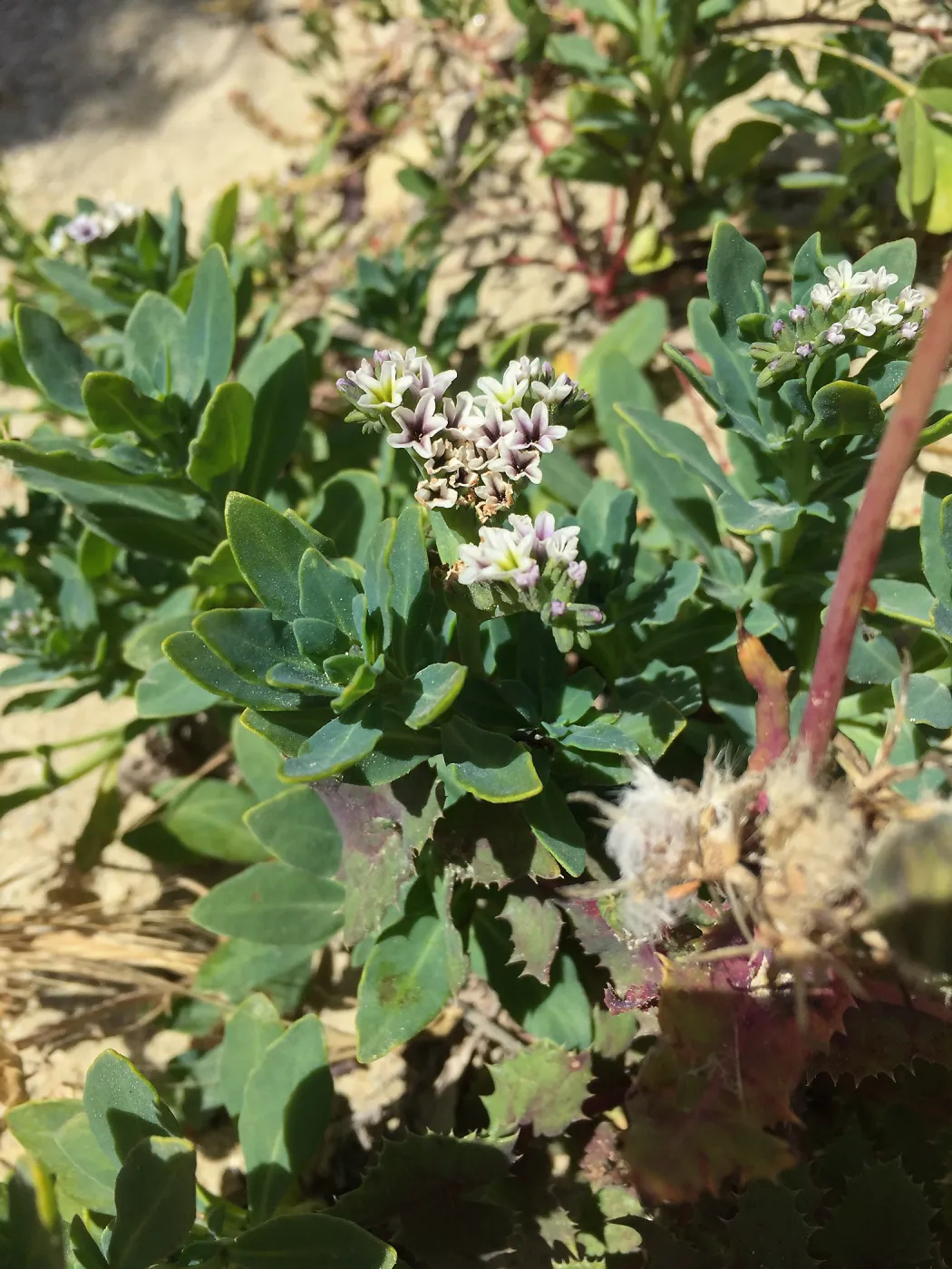 Santa Rosa Island Trip, Heliotrope (Heliotropium curassavicum)