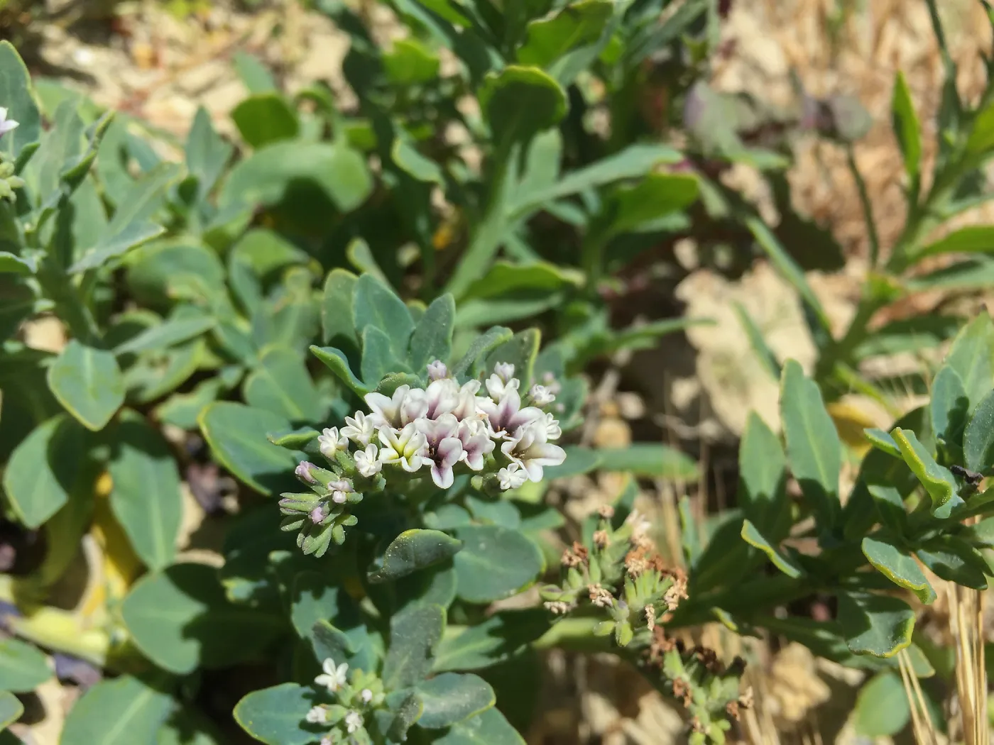 Santa Rosa Island Trip, Heliotrope (Heliotropium curassavicum)