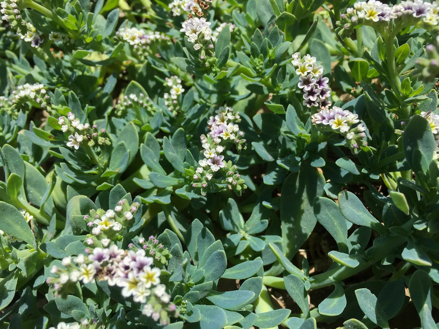 Santa Rosa Island Trip, Heliotrope (Heliotropium curassavicum)