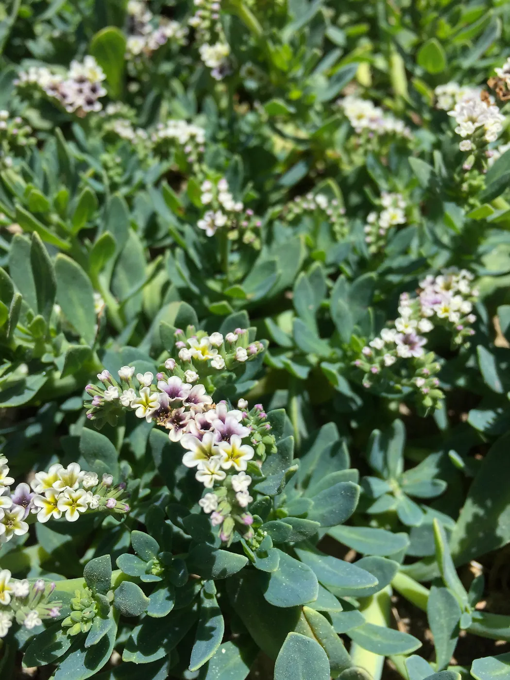 Santa Rosa Island Trip, Heliotrope (Heliotropium curassavicum)