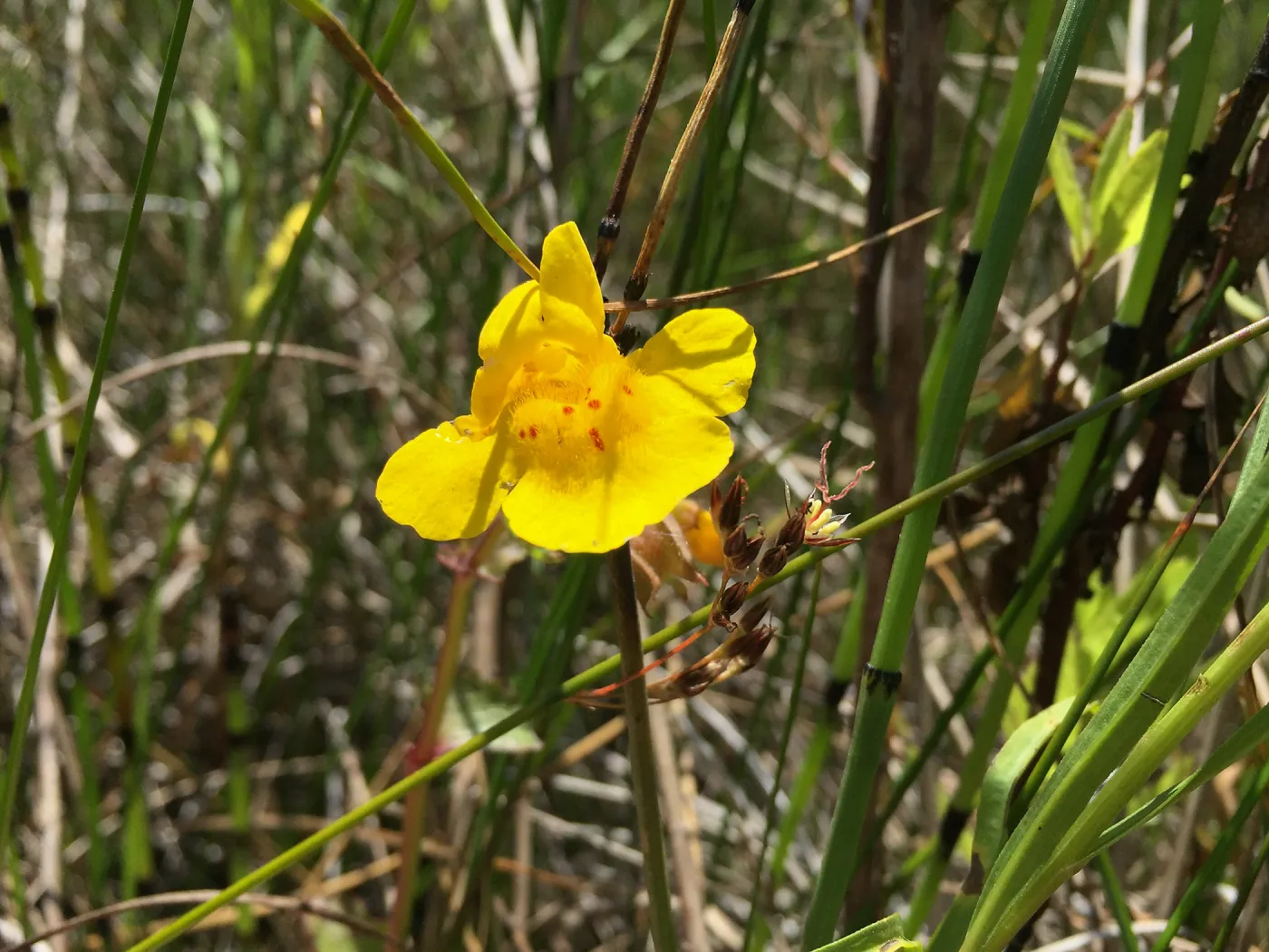 Santa Rosa Island Trip, Seep Monkey Flower (Mimulus guttatus)
