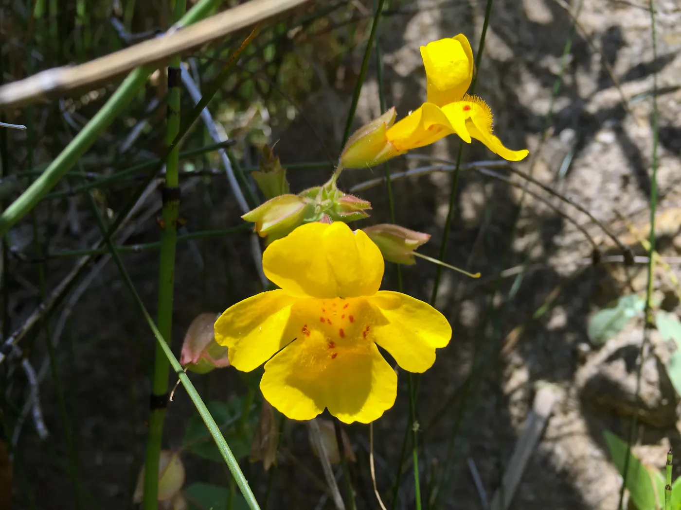 Santa Rosa Island Trip, Seep Monkey Flower (Mimulus guttatus)