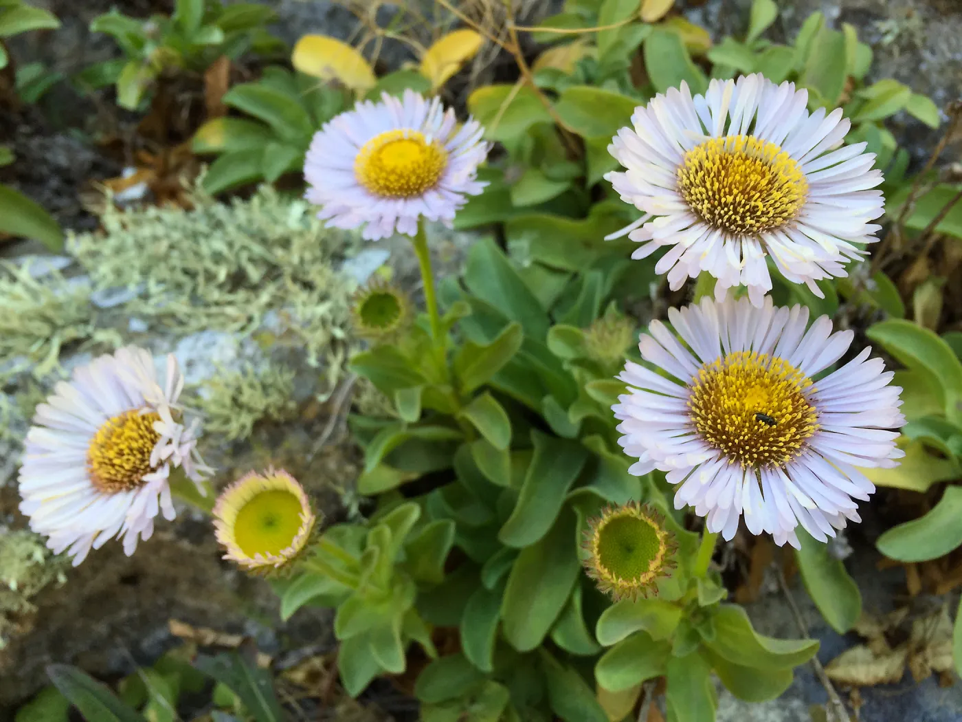 Santa Rosa Island Trip, Seaside Daisy (Erigeron glaucus)