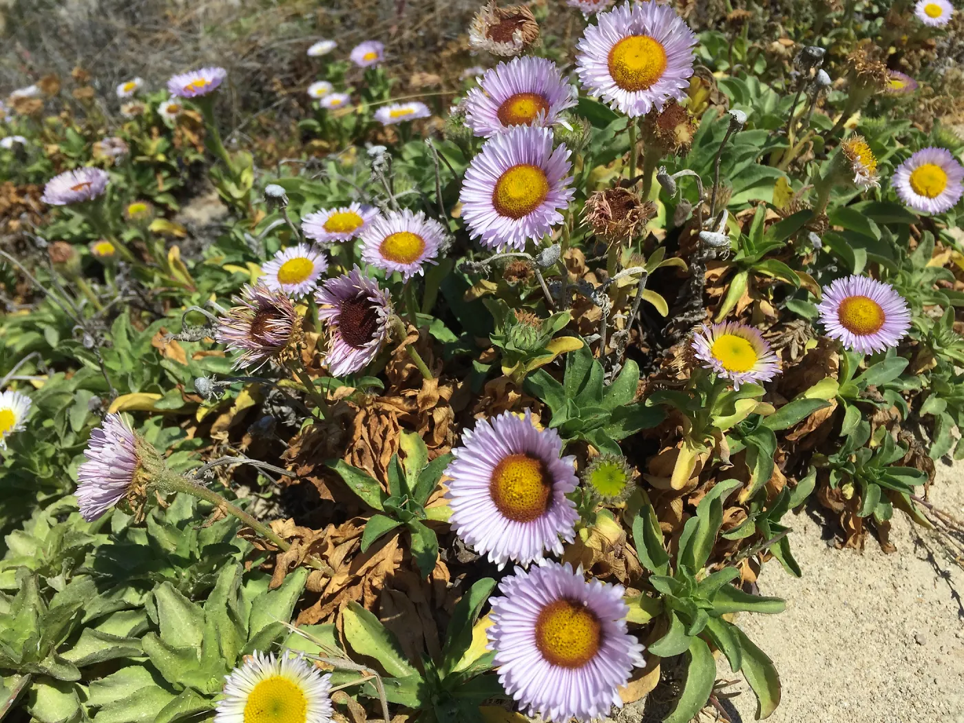 Santa Rosa Island Trip, Seaside Daisy (Erigeron glaucus)