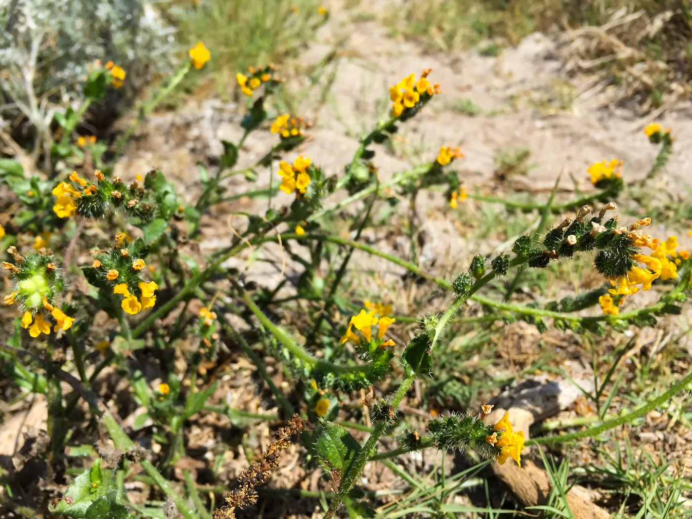 Santa Rosa Island Trip, Seaside fiddleneck (Amsinckia spectabilis)
