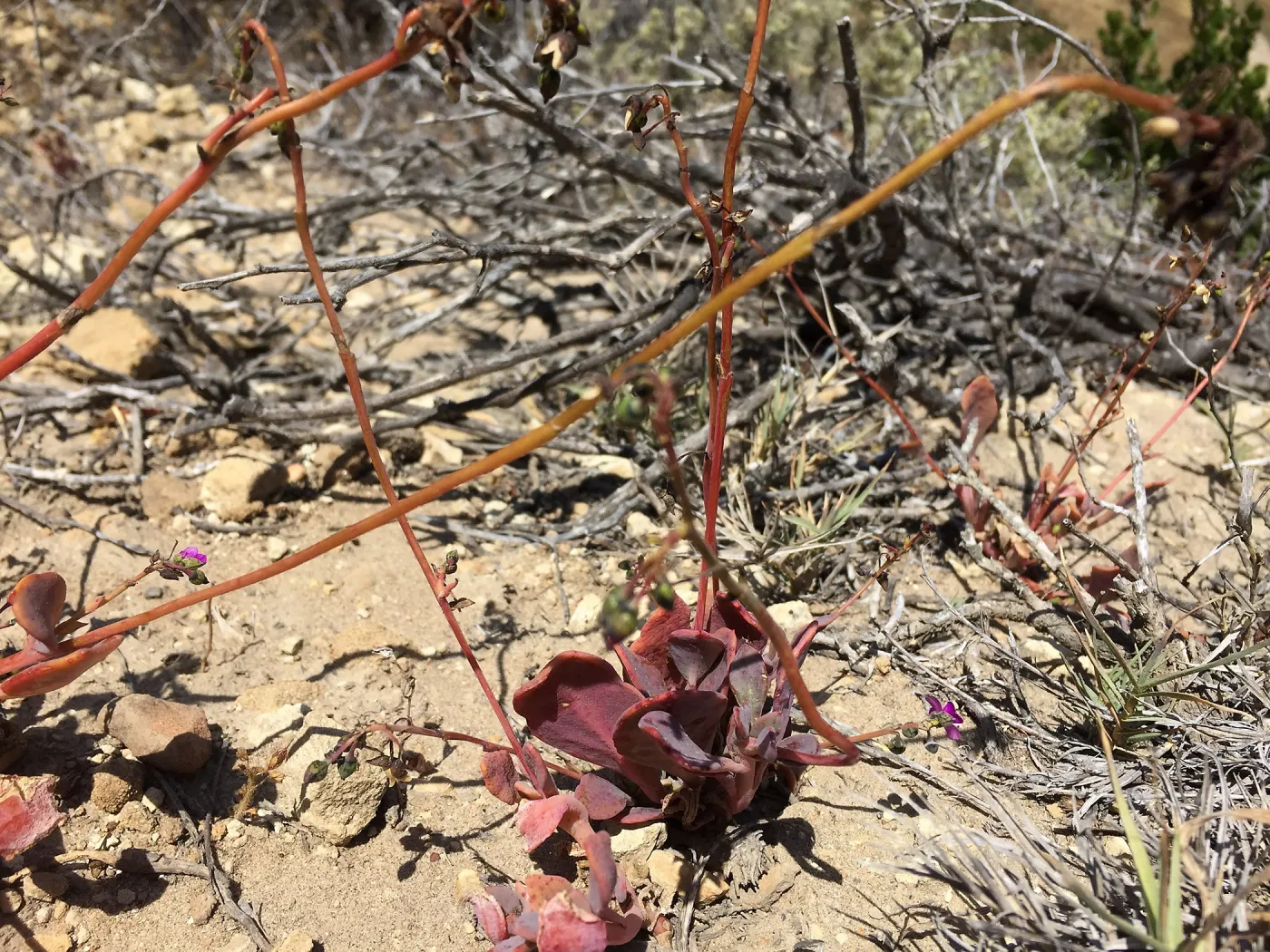 Santa Rosa Island Trip, Seaside calandrinia (Cistanthe maritima)