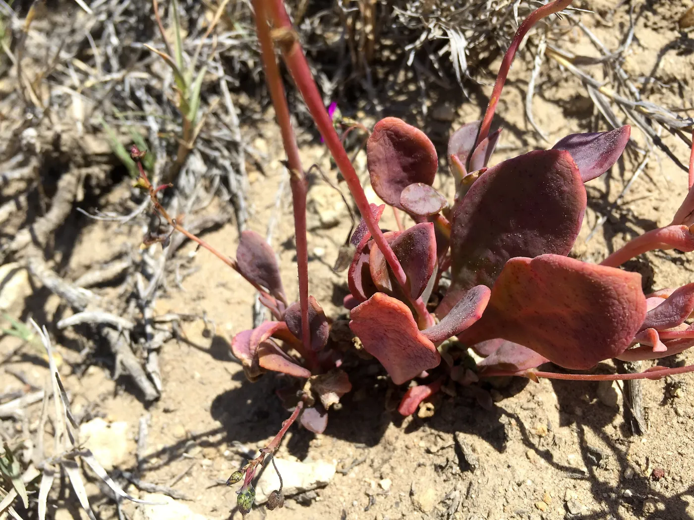 Santa Rosa Island Trip, Seaside calandrinia (Cistanthe maritima)