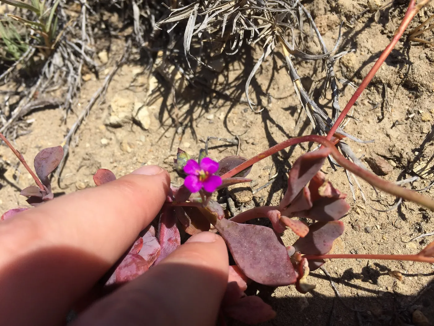 Santa Rosa Island Trip, Seaside calandrinia (Cistanthe maritima)