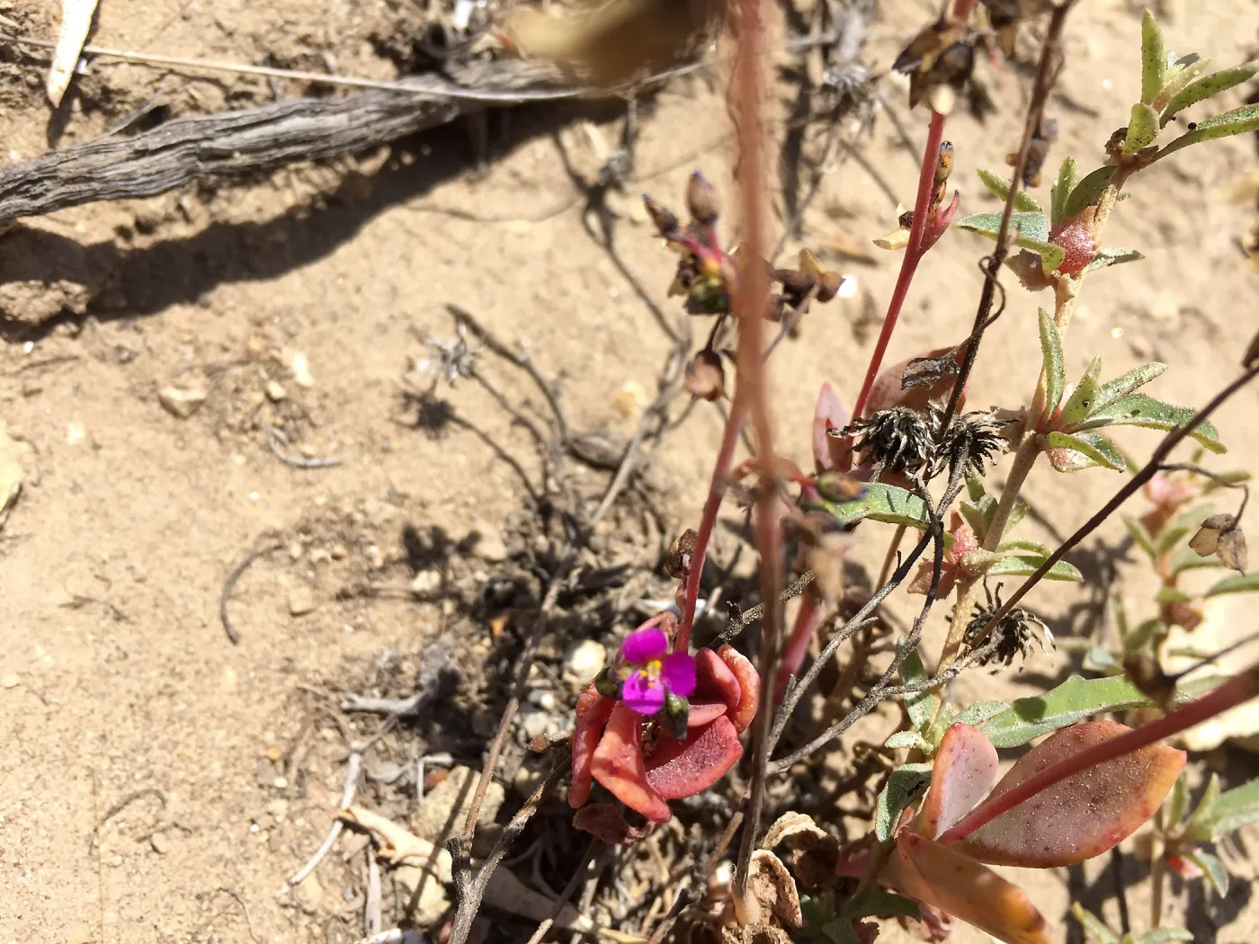 Santa Rosa Island Trip, Seaside calandrinia (Cistanthe maritima)