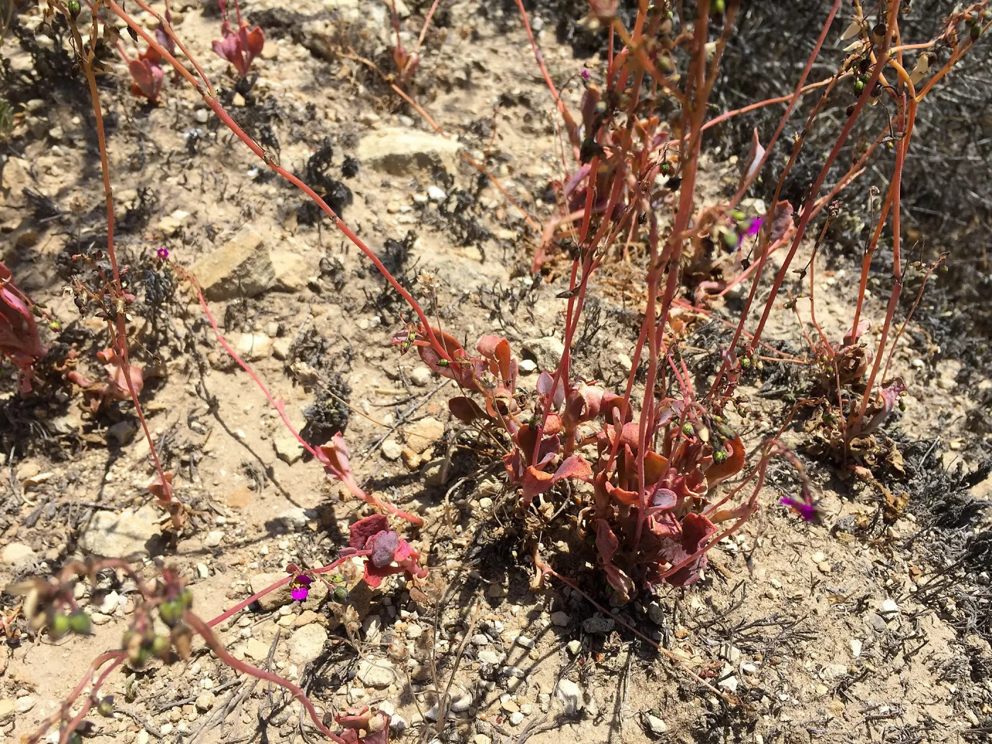 Santa Rosa Island Trip, Seaside calandrinia (Cistanthe maritima)