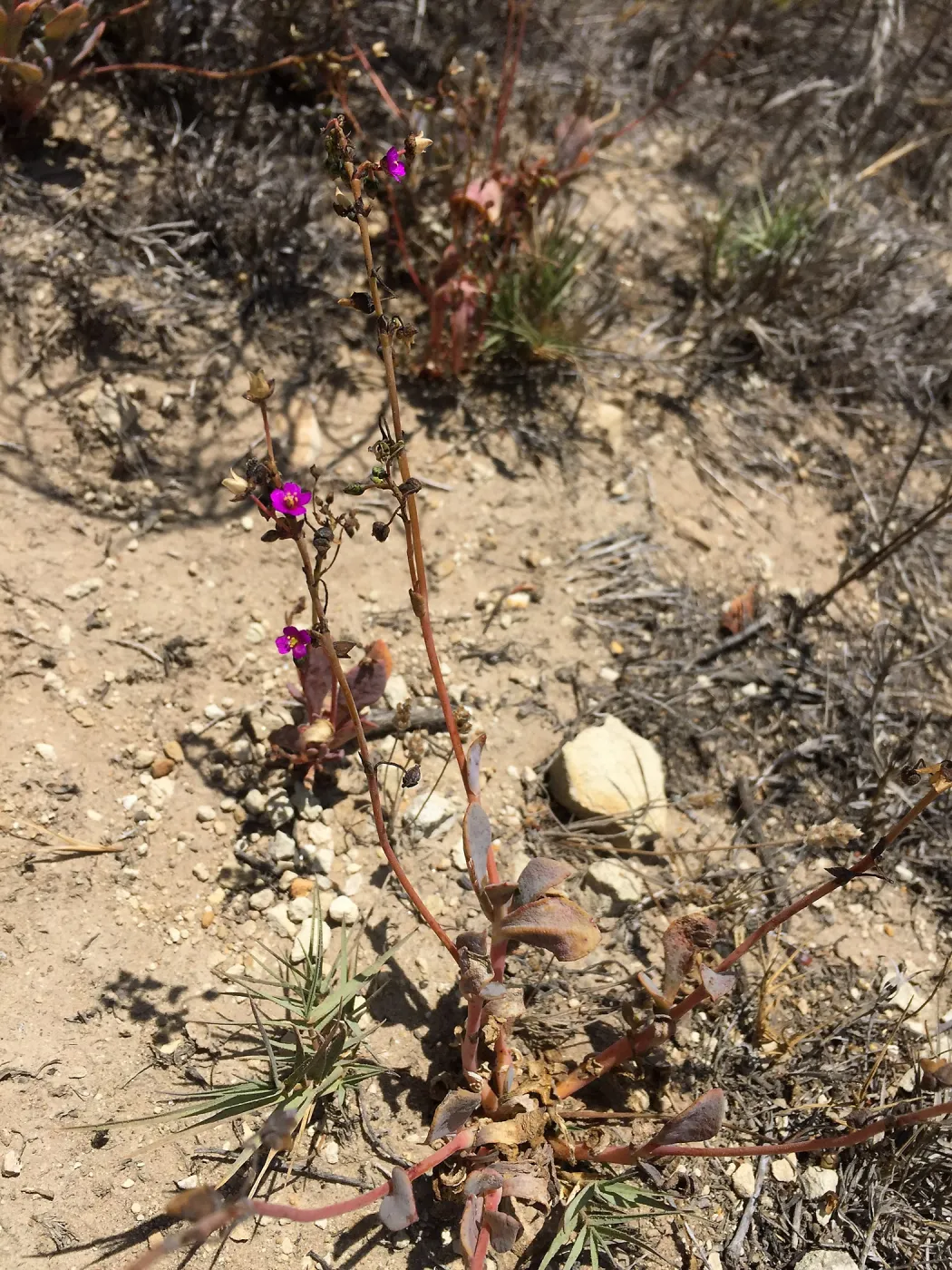 Santa Rosa Island Trip, Seaside calandrinia (Cistanthe maritima)