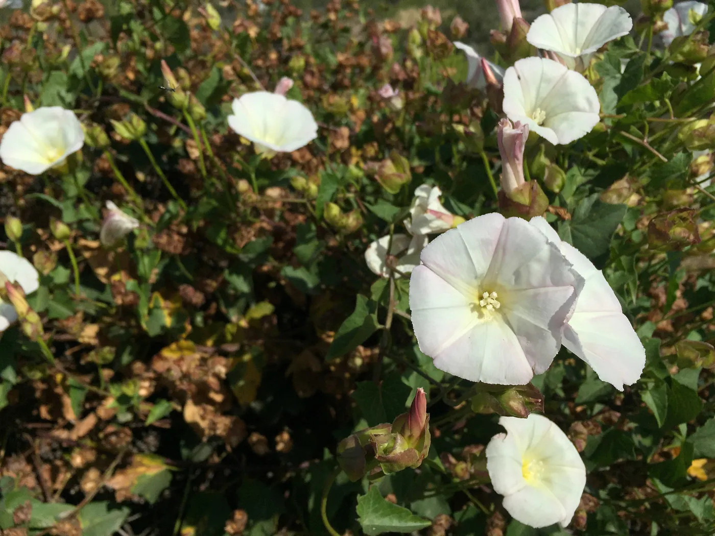 Santa Rosa Island Trip, Island Morning Glory (Calystegia macrostegia)