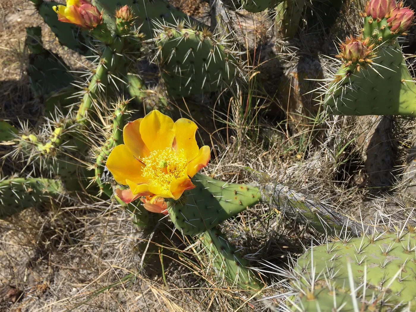 Santa Rosa Island Trip, Prickly Pear (Opuntia oricola)
