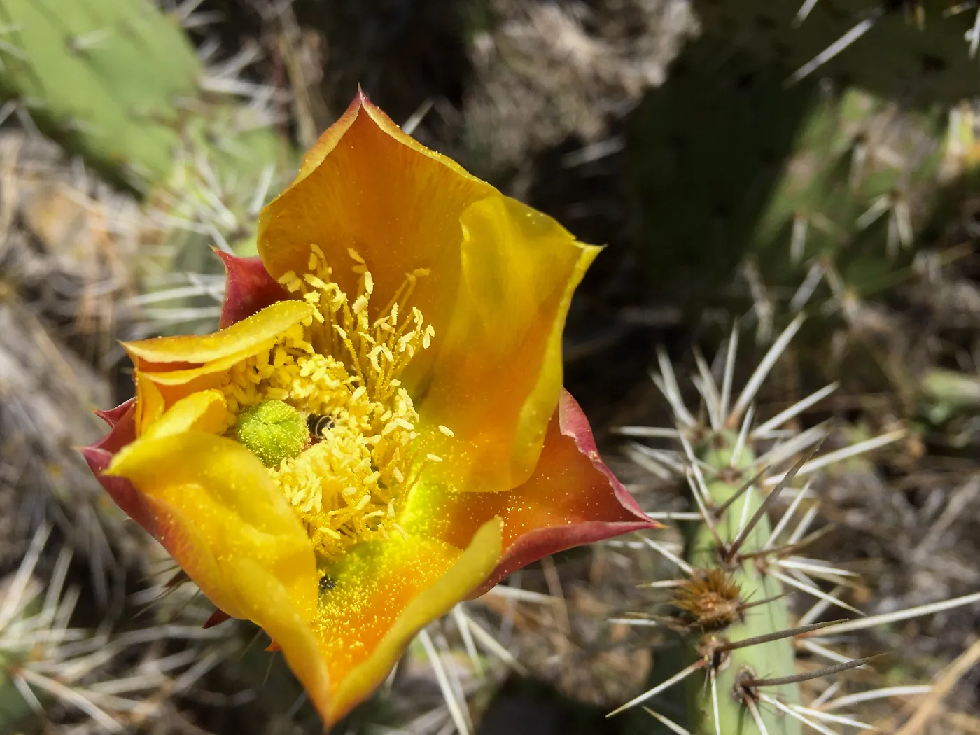 Santa Rosa Island Trip, Bee in Prickly Pear flower (Opuntia oricola)