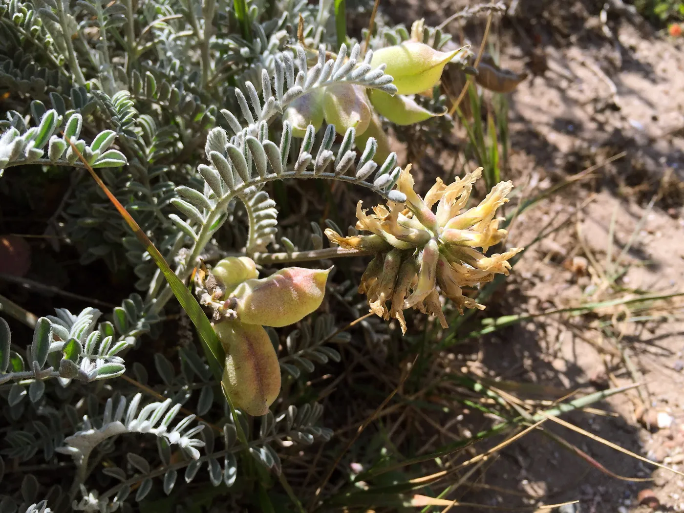 Santa Rosa Island Trip, San Miguel Island milkvetch (Astragalus miguelensis)