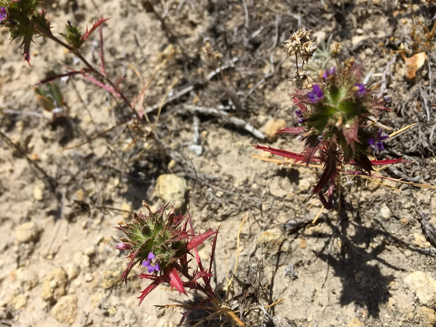 Santa Rosa Island Trip, Holly Leaf Navarretia (Navarretia atractyloides)