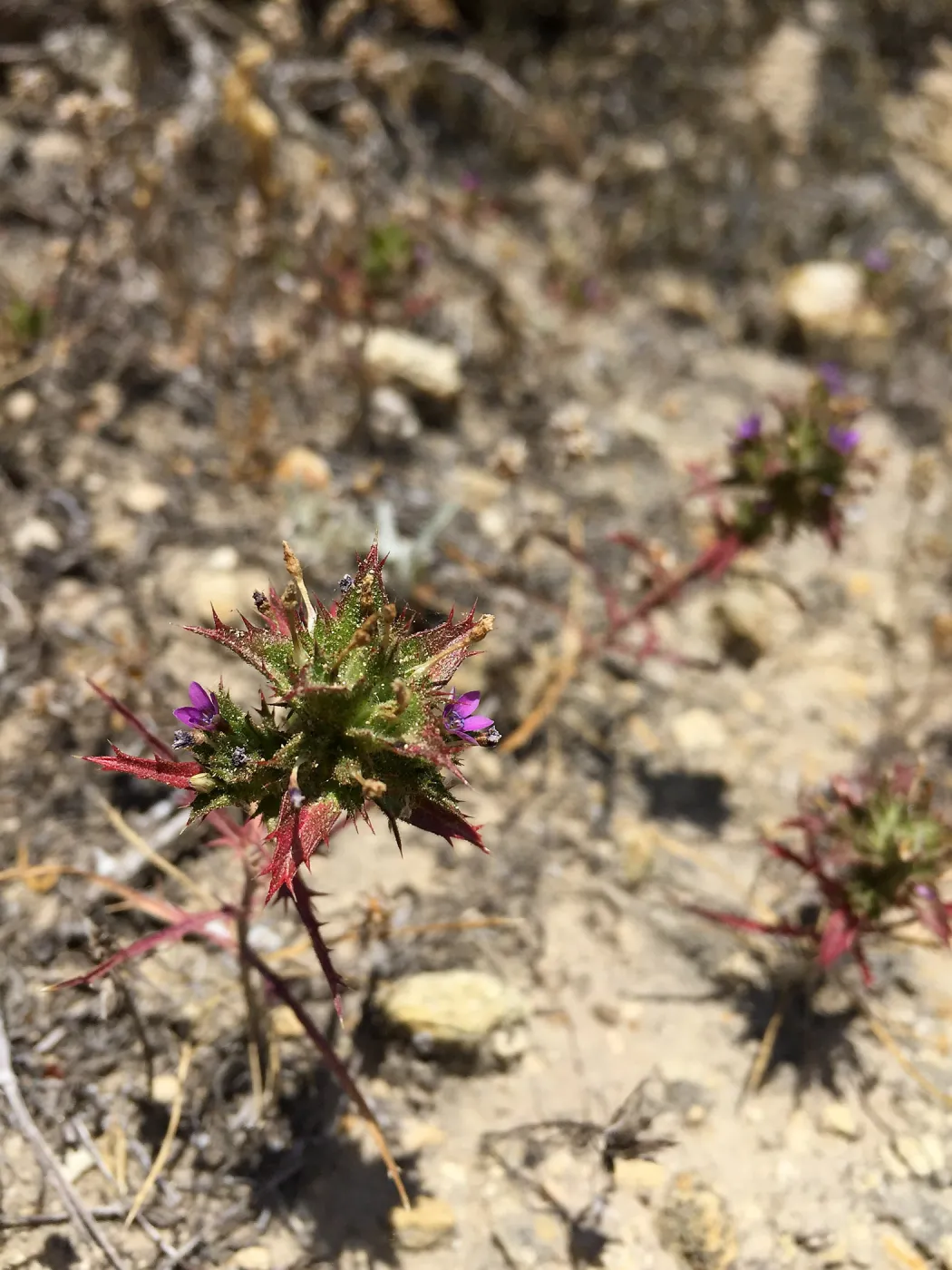 Santa Rosa Island Trip, Holly Leaf Navarretia (Navarretia atractyloides)