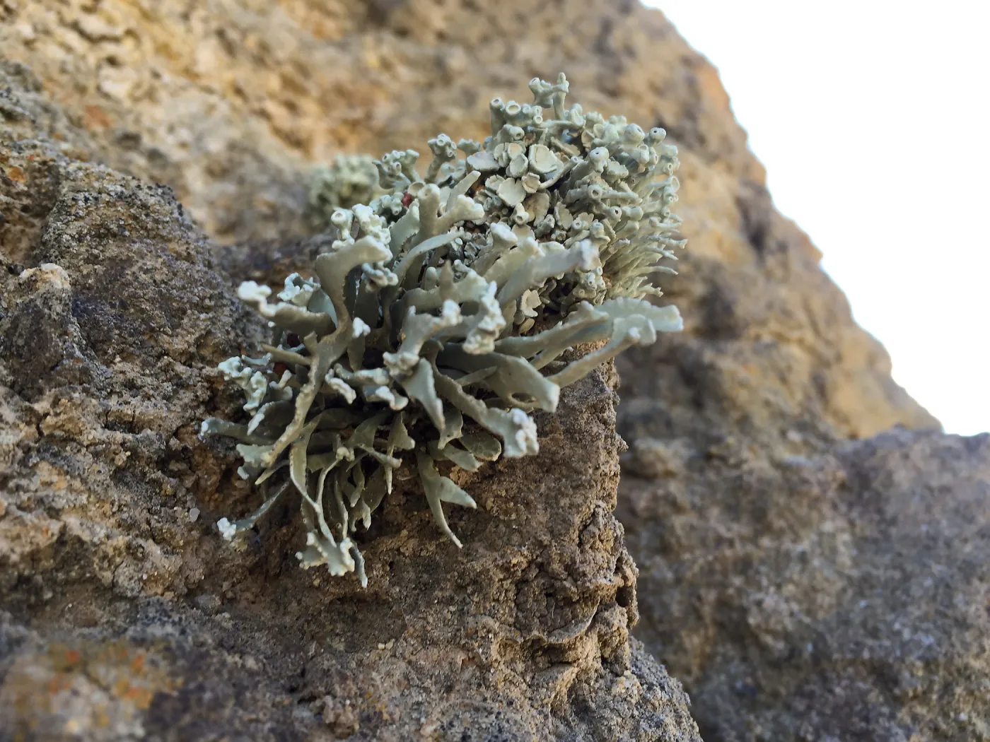 Santa Rosa Island Trip, hiking on Smith Highway to Lobo Canyon, lichen on rock