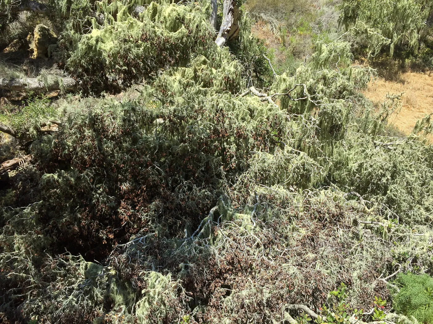 Santa Rosa Island Trip, lichen on trees in Lobo Canyon