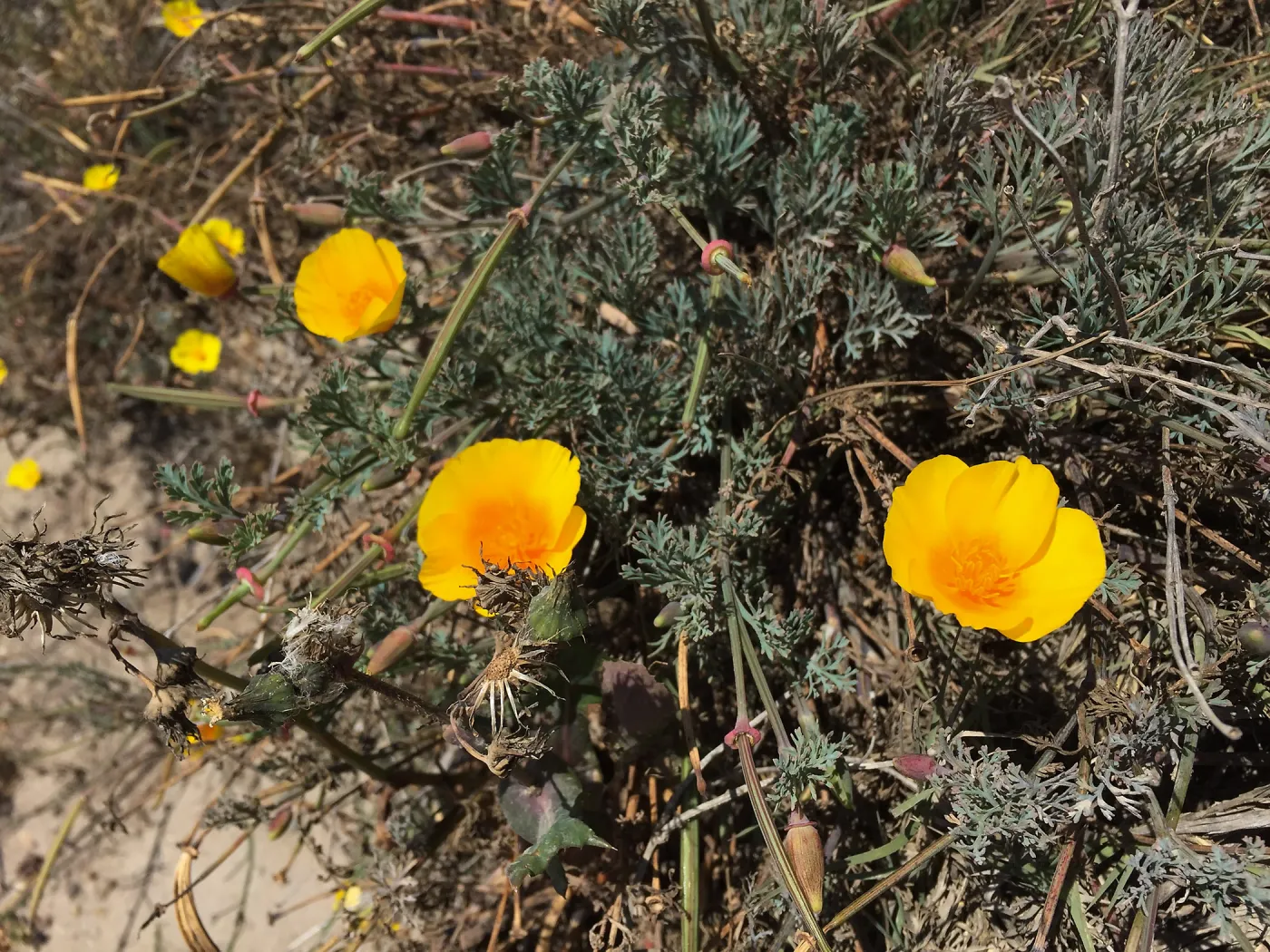 Santa Rosa Island Trip, California Poppy (Eschscholzia californica)