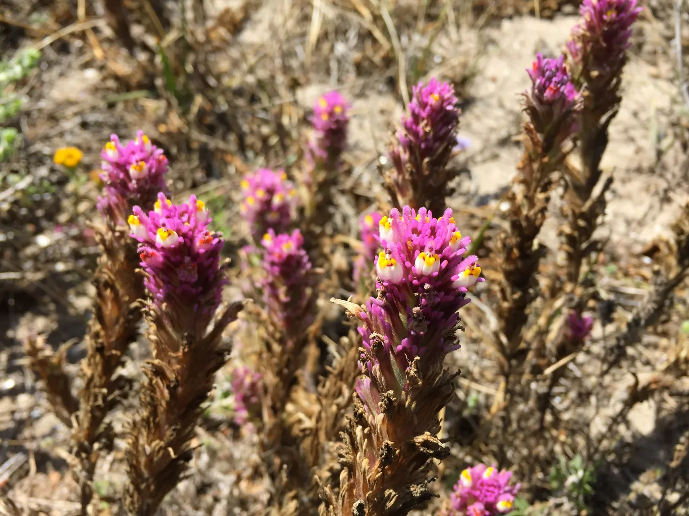 Santa Rosa Island Trip, Owl's clover (Castilleja exserta)