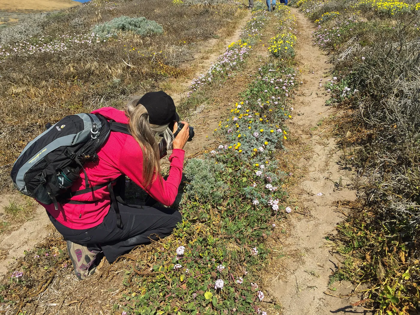 Santa Rosa Island Trip, Nancy Deacon-Davis taking photos of Pink sand verbena (Abronia umbellata), Dundelion (Malacothrix incana), and Silver Bush Lupine (Lupinus albifrons)