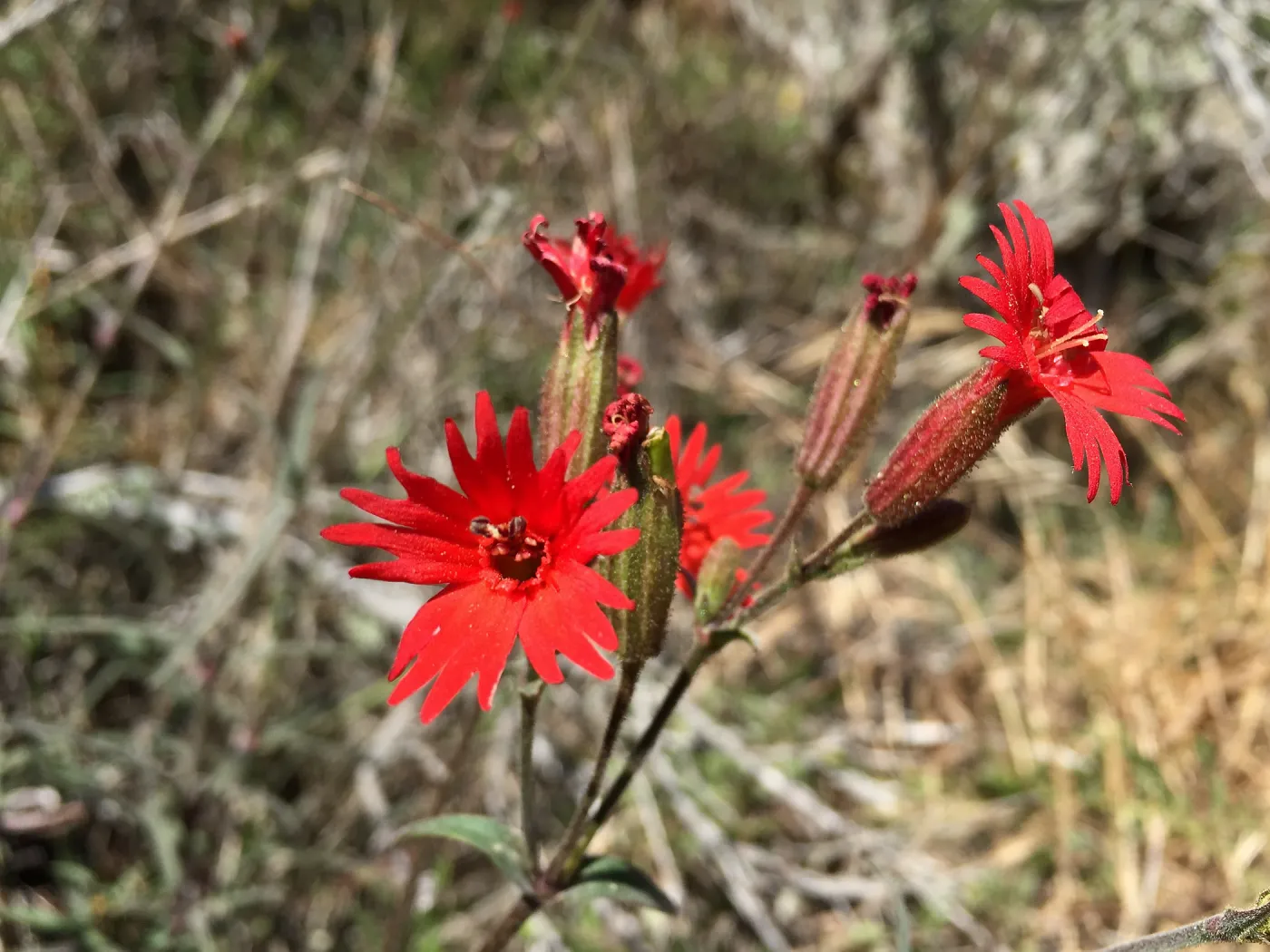 Santa Rosa Island Trip, Cardinal catchfly (Silene laciniata)