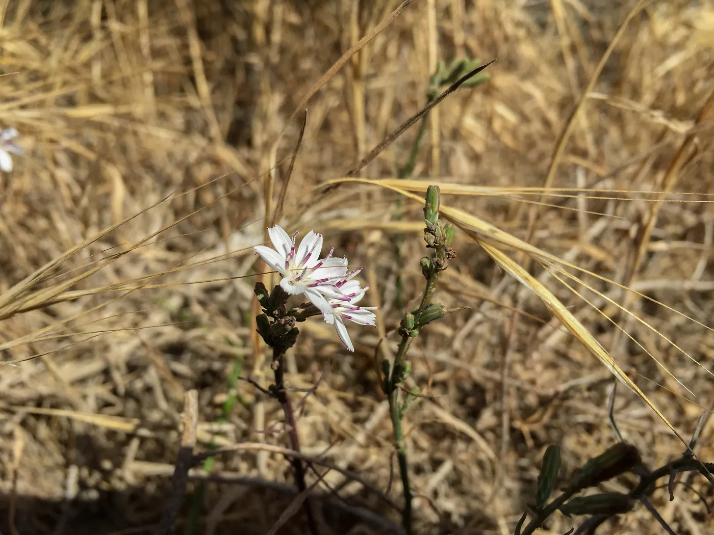 Santa Rosa Island Trip, Stephanomeria species