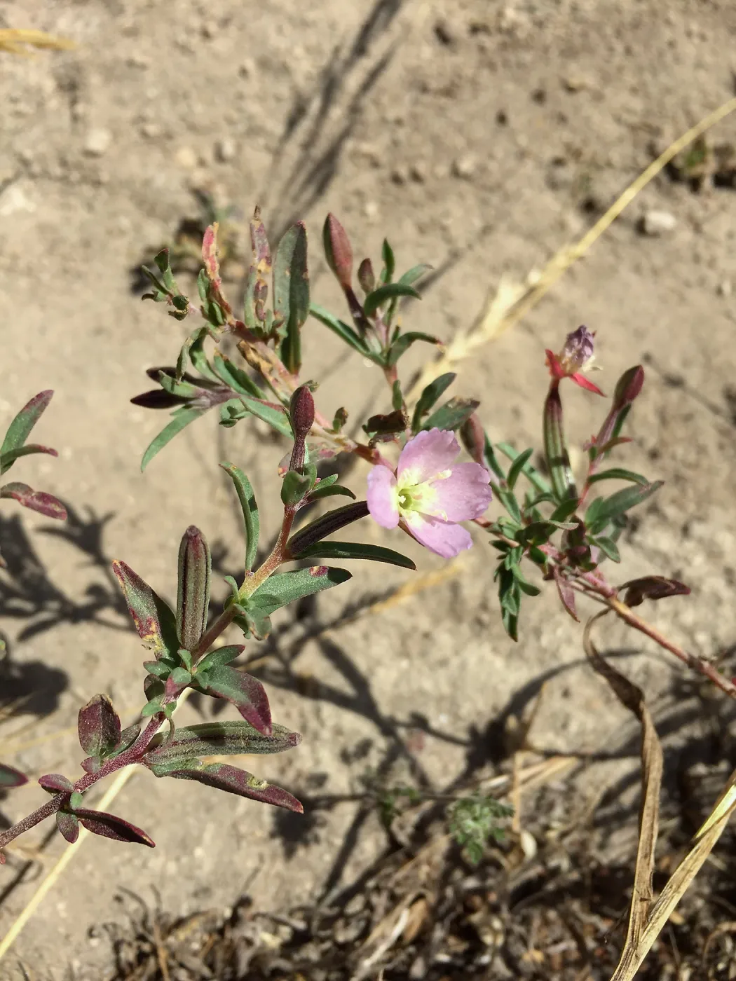 Santa Rosa Island Trip, Davy's clarkia (Clarkia davyi)