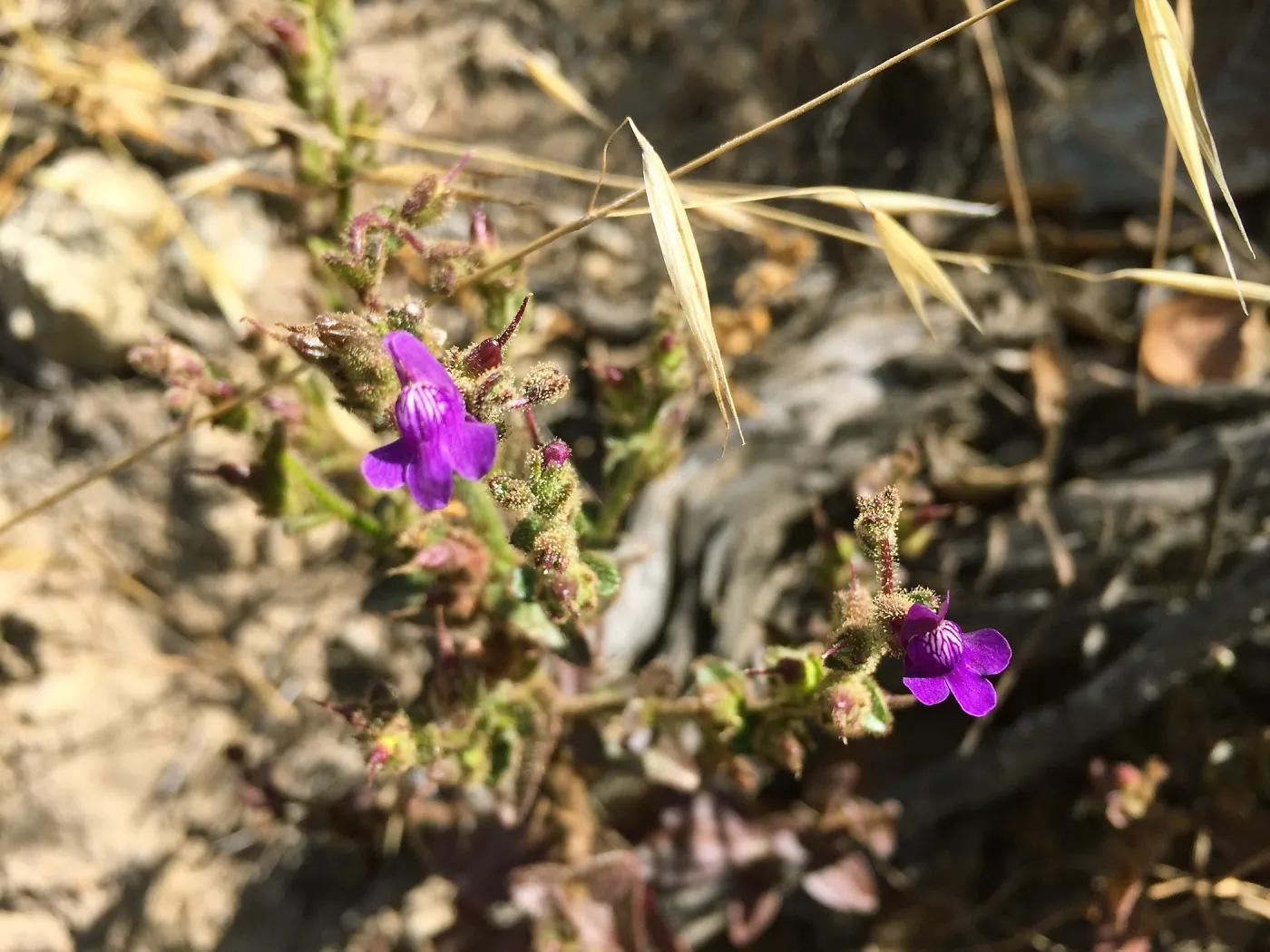 Santa Rosa Island Trip, Snapdragon