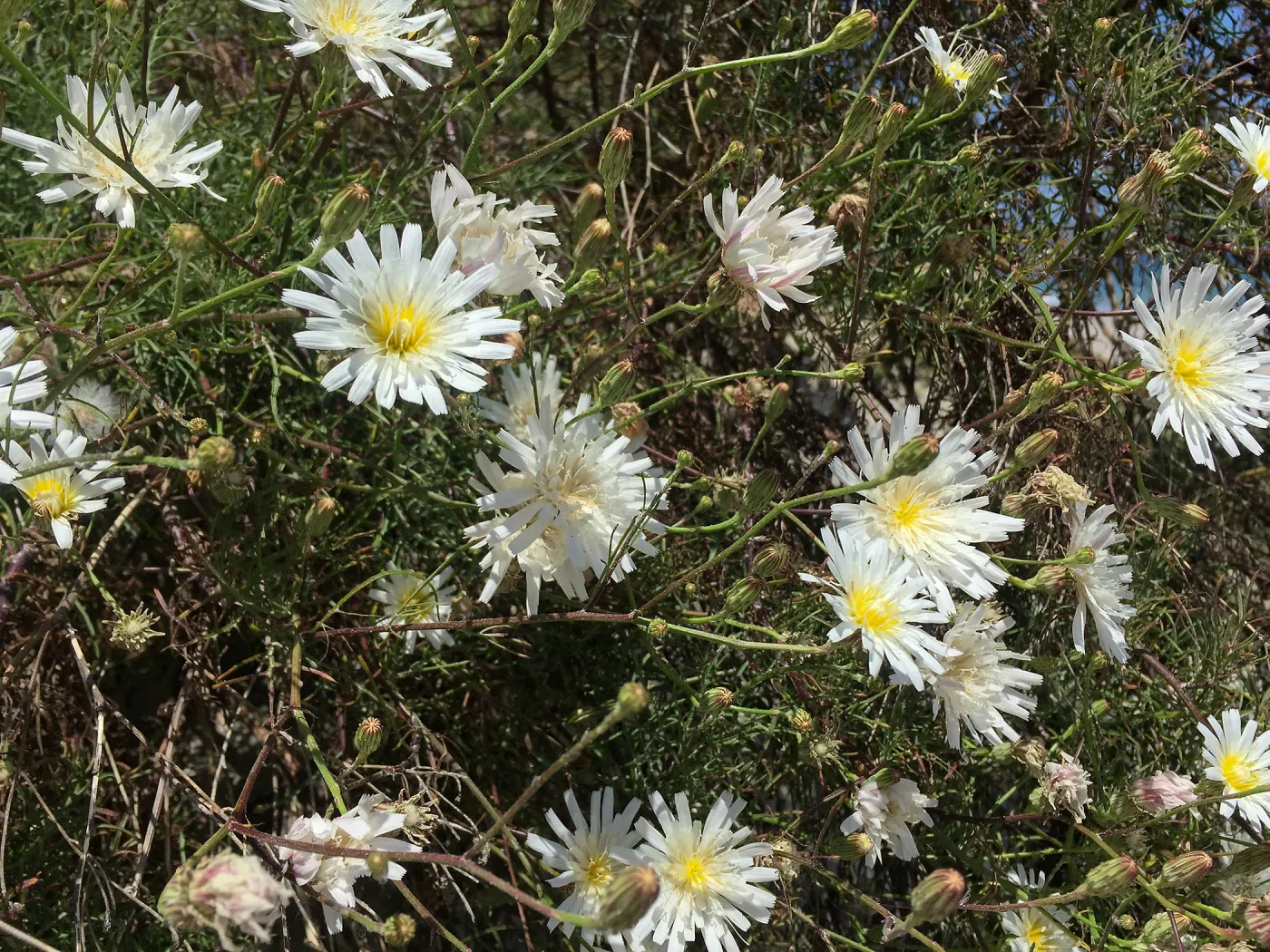 Santa Rosa Island Trip, Cliff Aster (Malacothrix saxatilis)