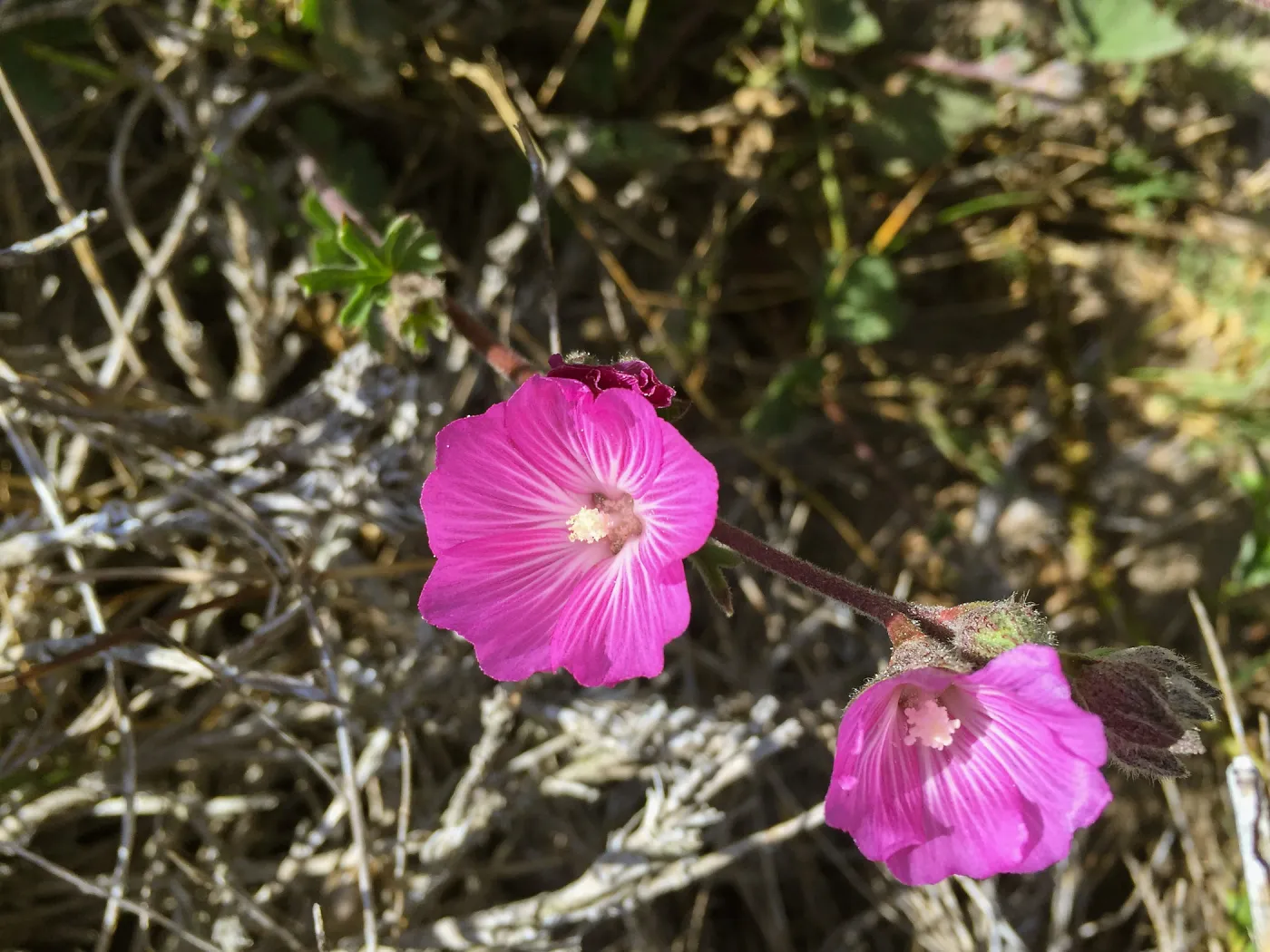 Santa Rosa Island Trip, Island bush mallow (Malacothamnus fasciculatus)