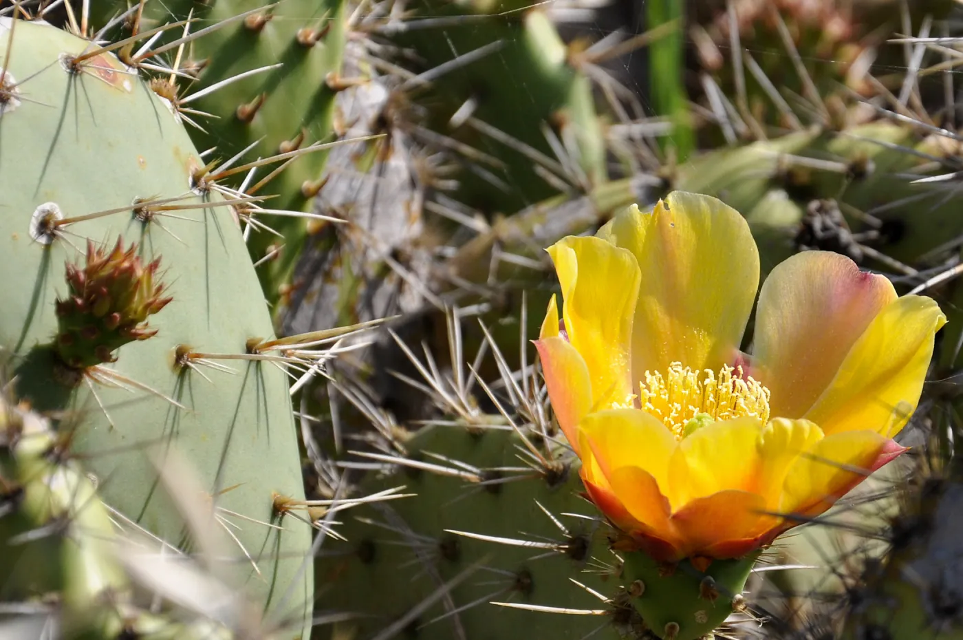 Santa Rosa Island Trip, Prickly Pear (Opuntia) flower